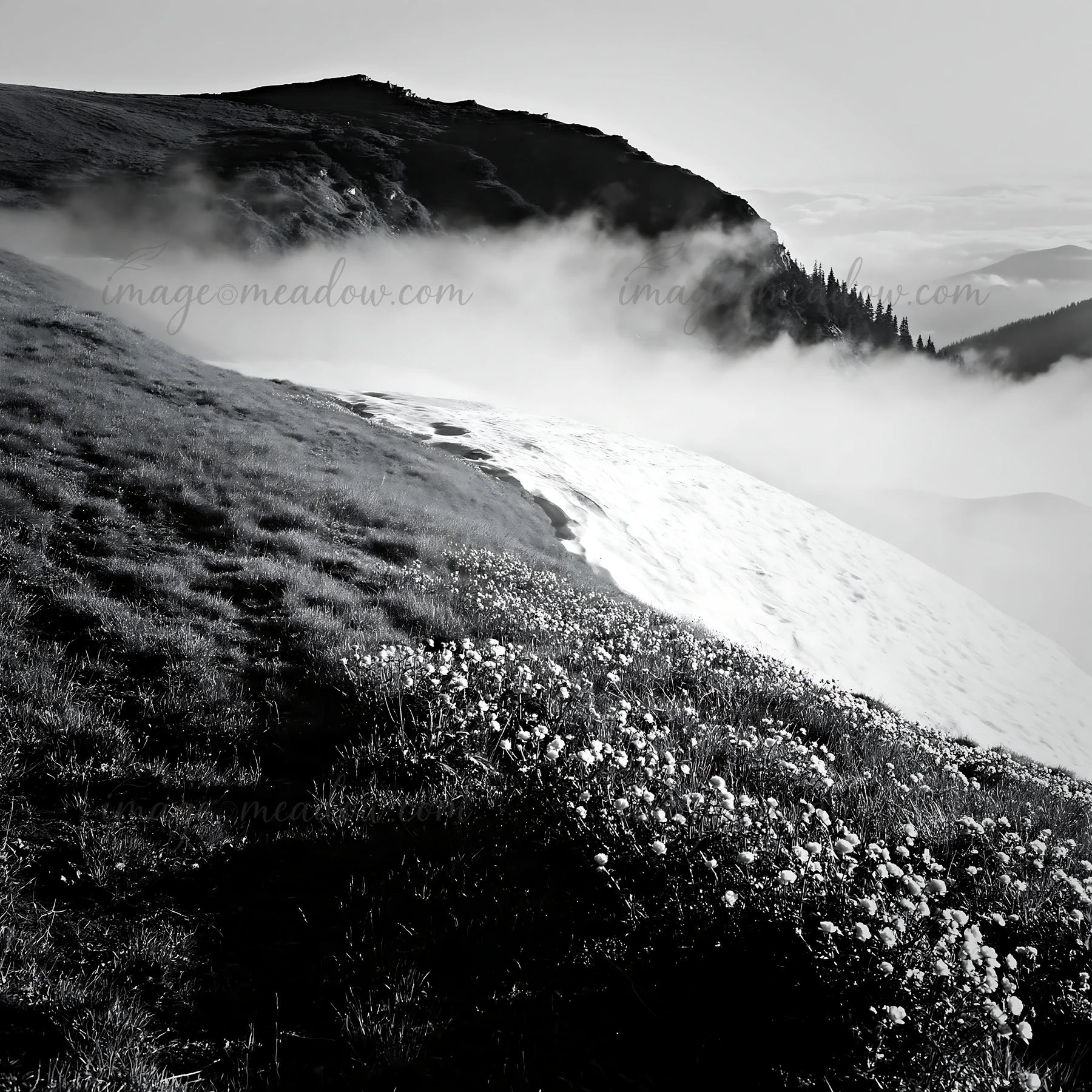 A snowline meadow shows flowers growing near the edge of snow. Fog rolls over the mountain at dawn, creating a dramatic scene. The location showcases nature's f