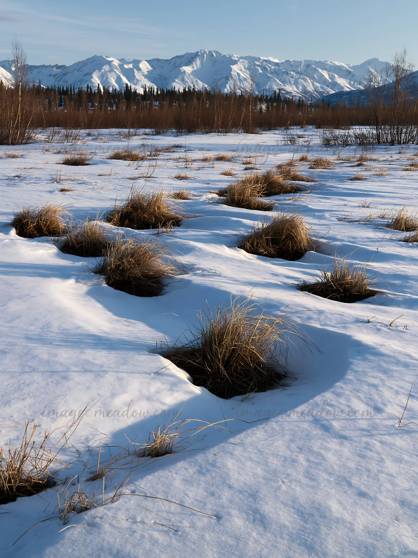 A snowmelt meadow shows patches of grass exposed as winter snow melts. Snow-covered mountains rise in the background under clear blue skies.