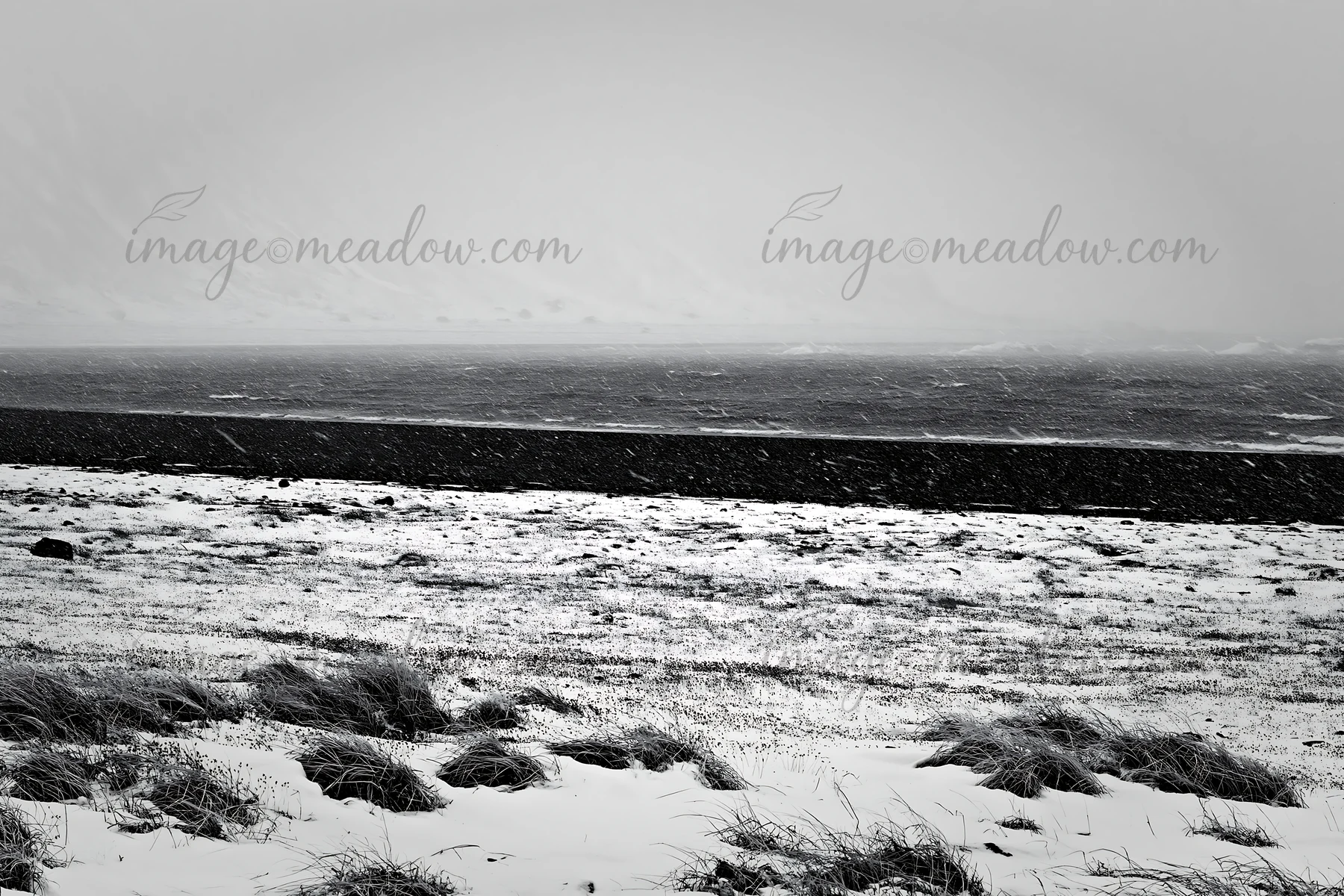 A snowy beach meadow shows tall grass partially covered in snow. Waves crash on the shore in the background. The scene is set in overcast weather.