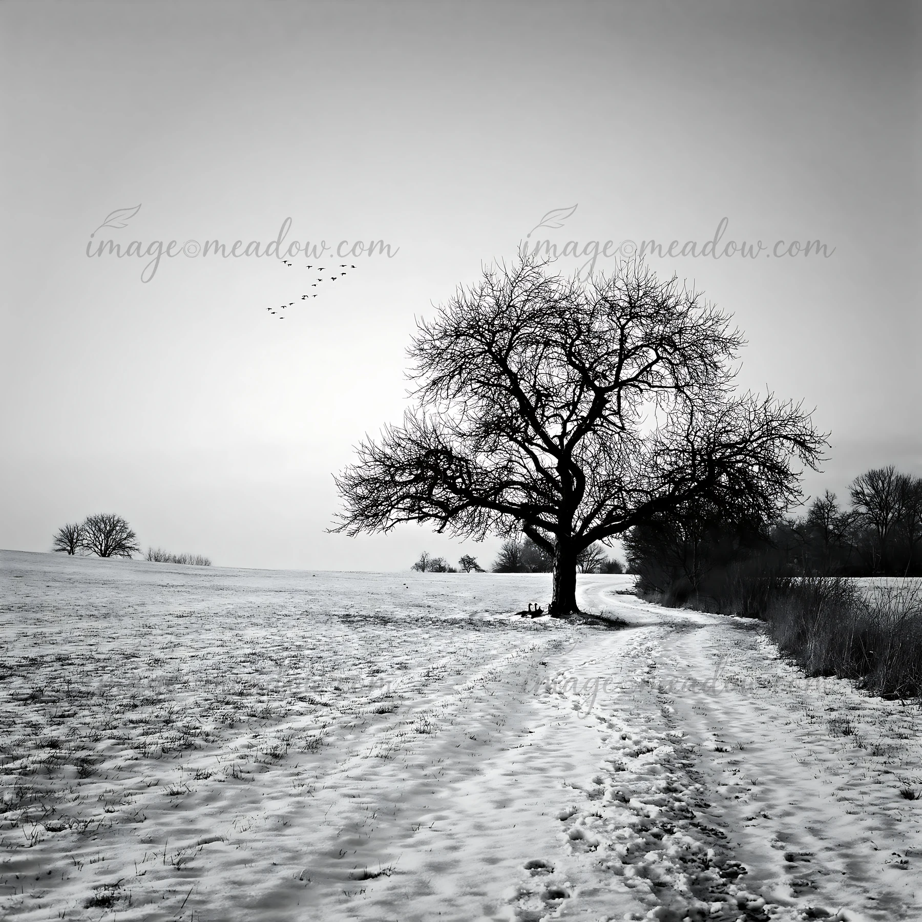 A black and white scene shows a snowy field with a bare tree alongside a winding path. Birds fly overhead in the distance. This rural landscape captures winter'