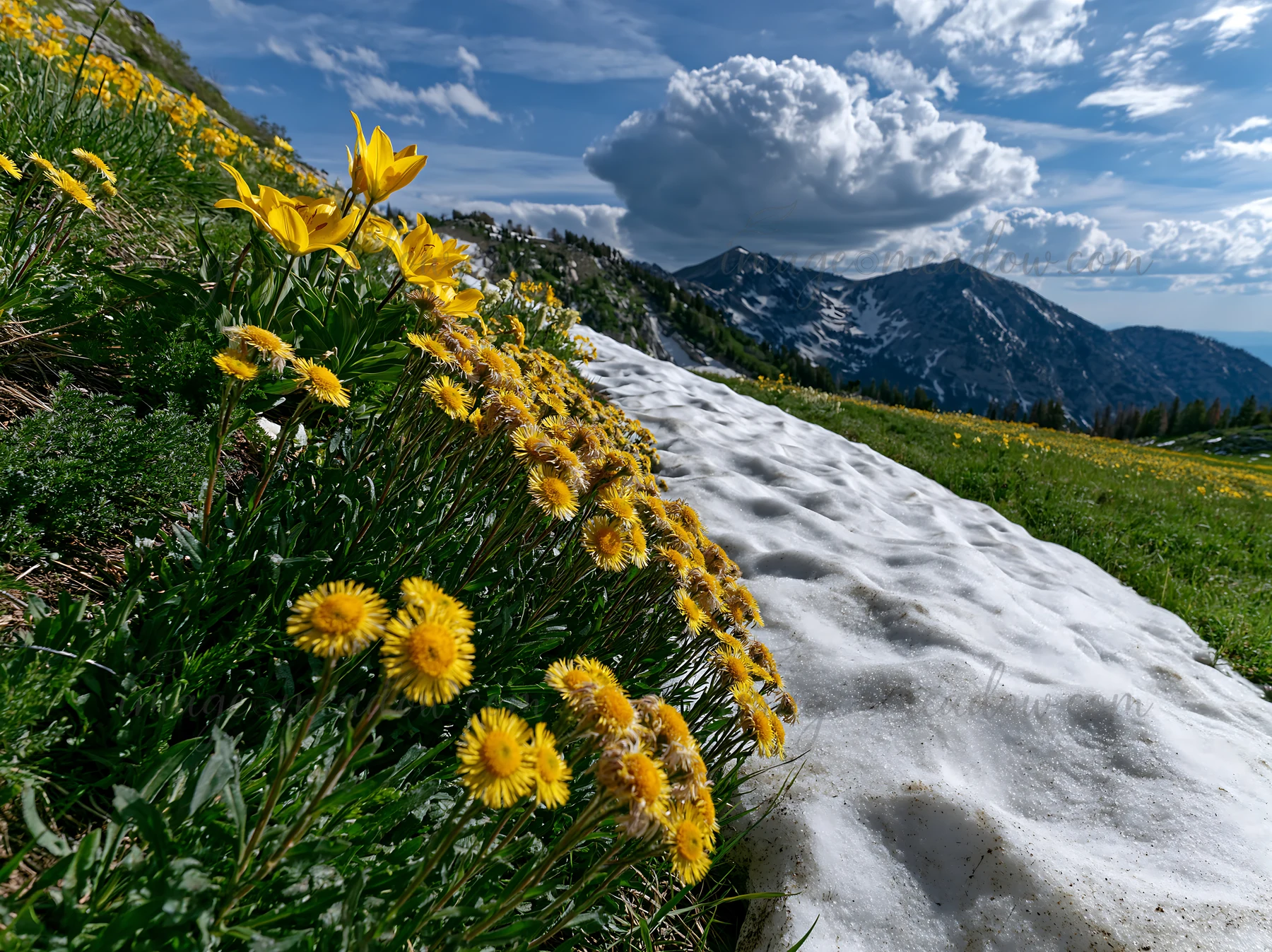 Yellow flowers grow along a patch of snow in a foothill meadow. The background features mountains with clouds above. This scene captures late spring or early su