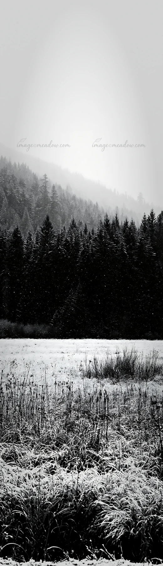 A snowy meadow is situated in the foothills, surrounded by dark trees. Snowflakes fall gently, creating a winter scene. The atmosphere is overcast and gray, wit