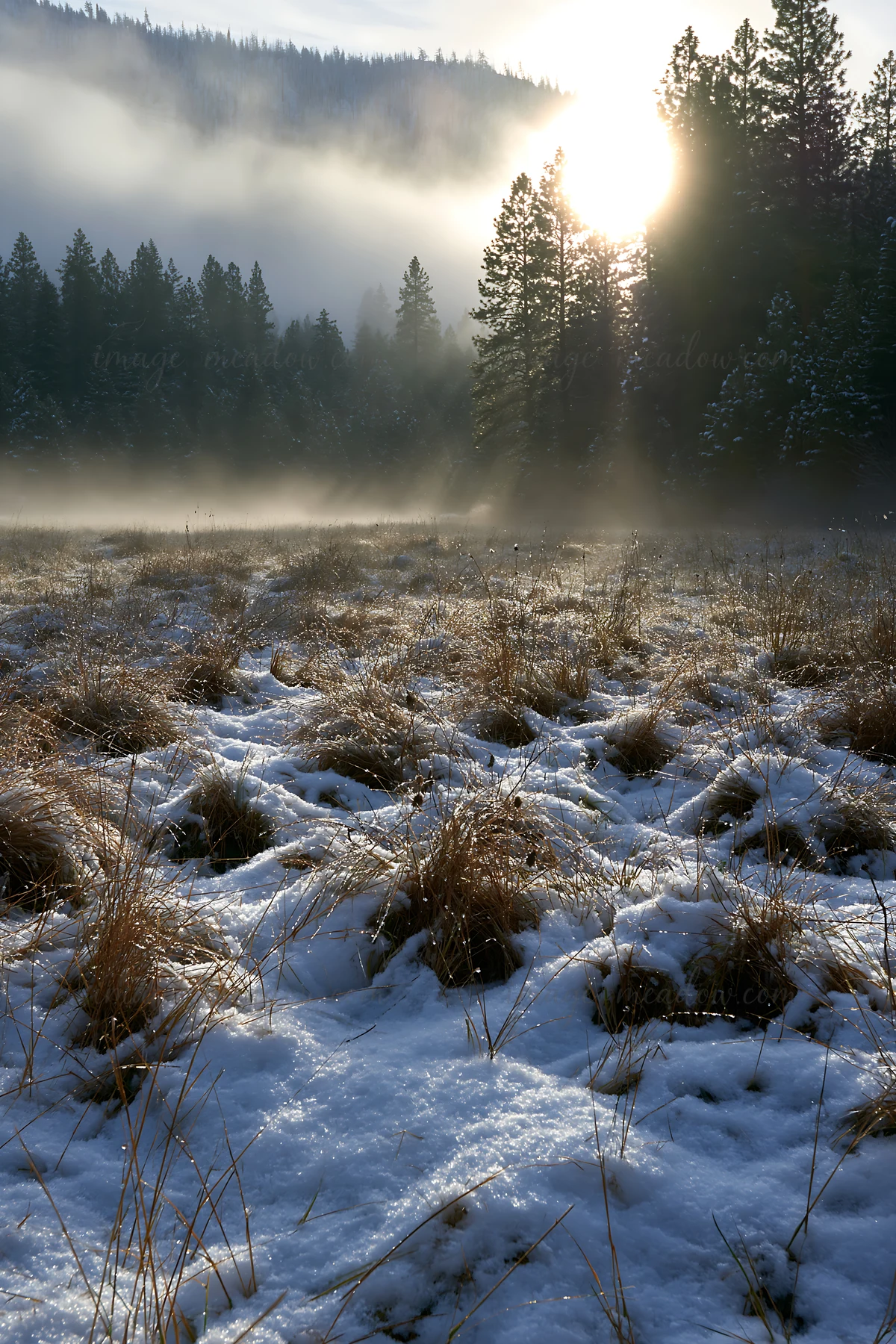 Frost covers the ground in a snowy meadow as the sun rises behind tall trees. Mist rises from the ground, creating a soft light in the early morning.