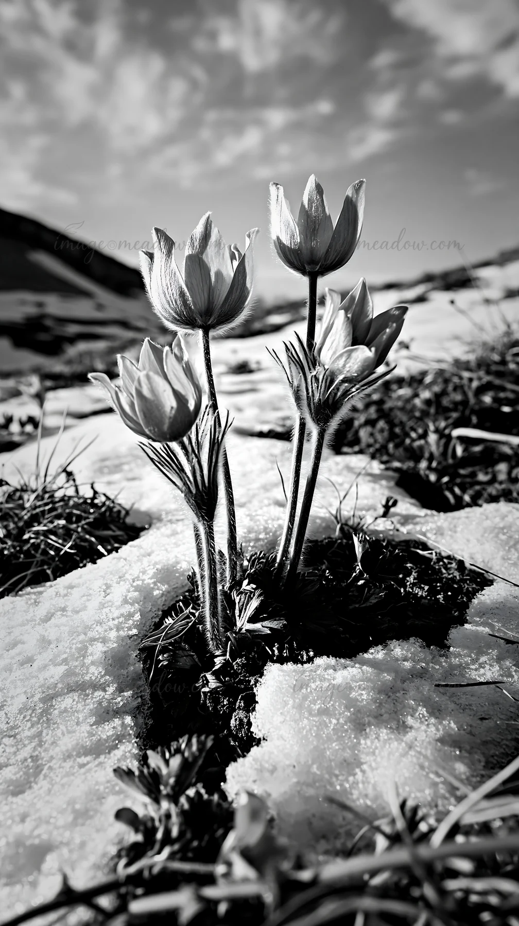 Flowers grow through snow in a highland meadow. The landscape shows a mix of snow and grass, with mountains in the background. This scene captures spring blooms
