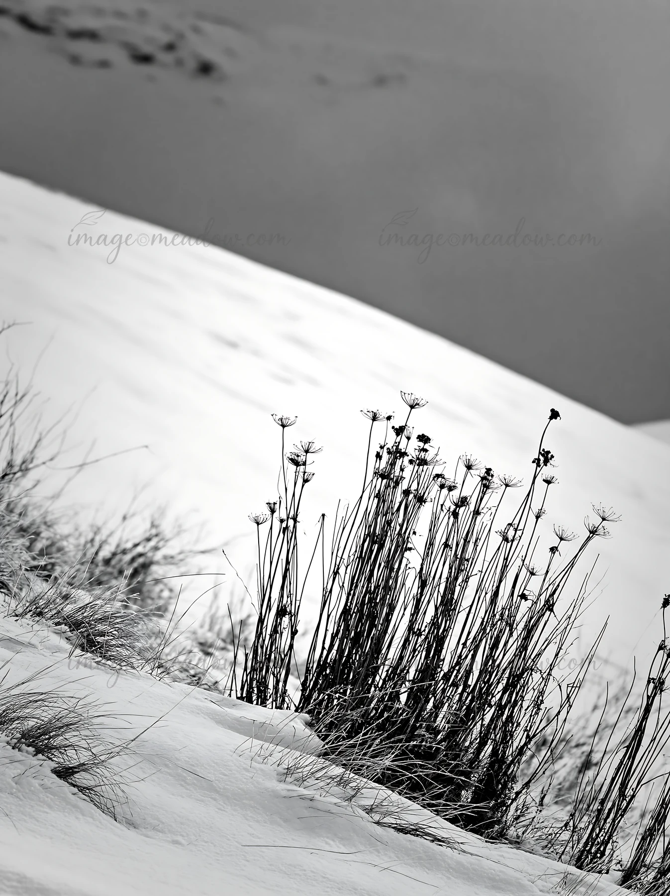 A snowy highland meadow features dry plants standing on a white landscape. The scene captures the essence of winter, highlighting the contrast between the snow