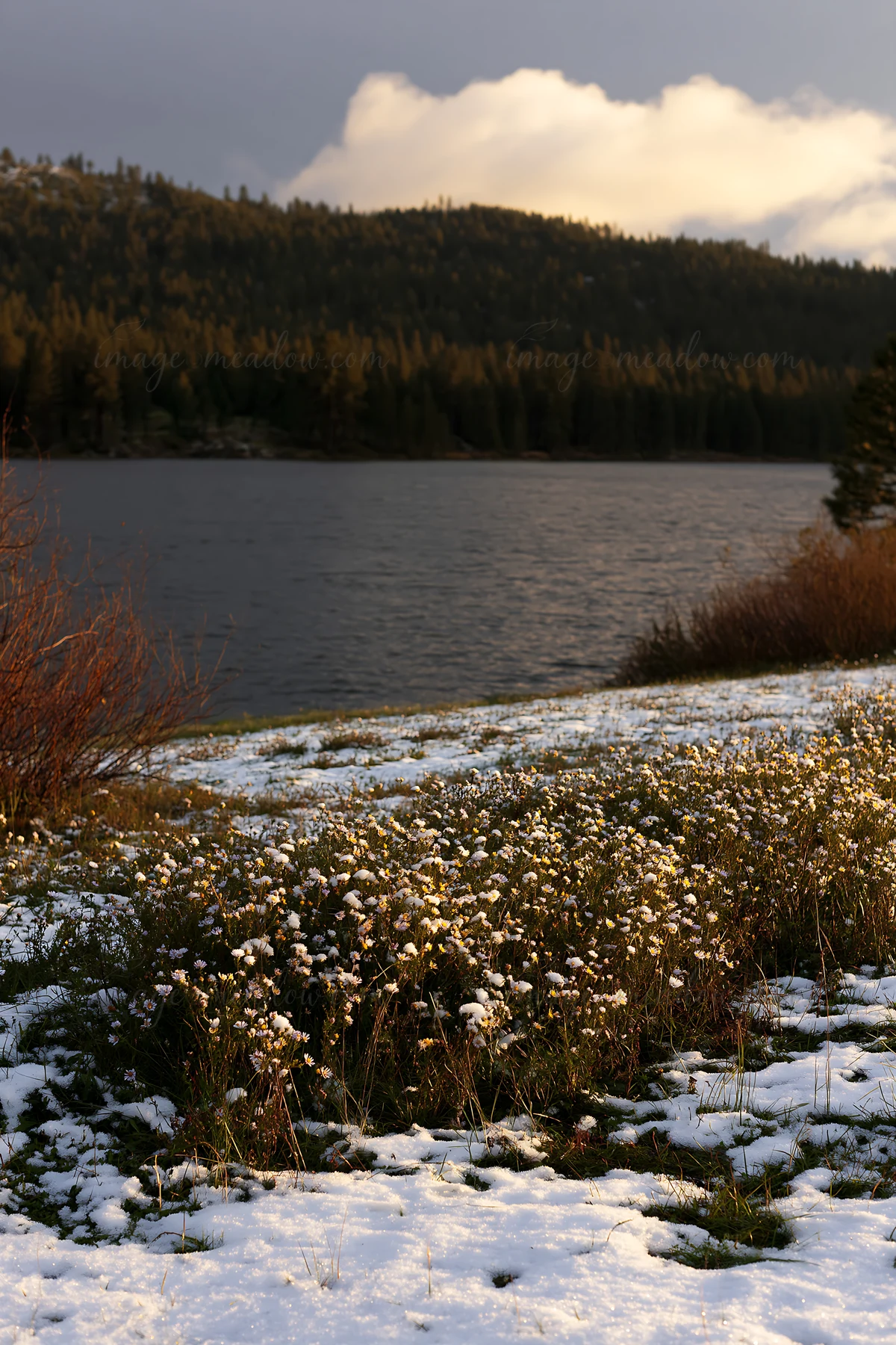 A lakeside meadow covered in snow features blooming flowers at the edge of the water. The surrounding trees add to the natural scenery. The time of day shows so