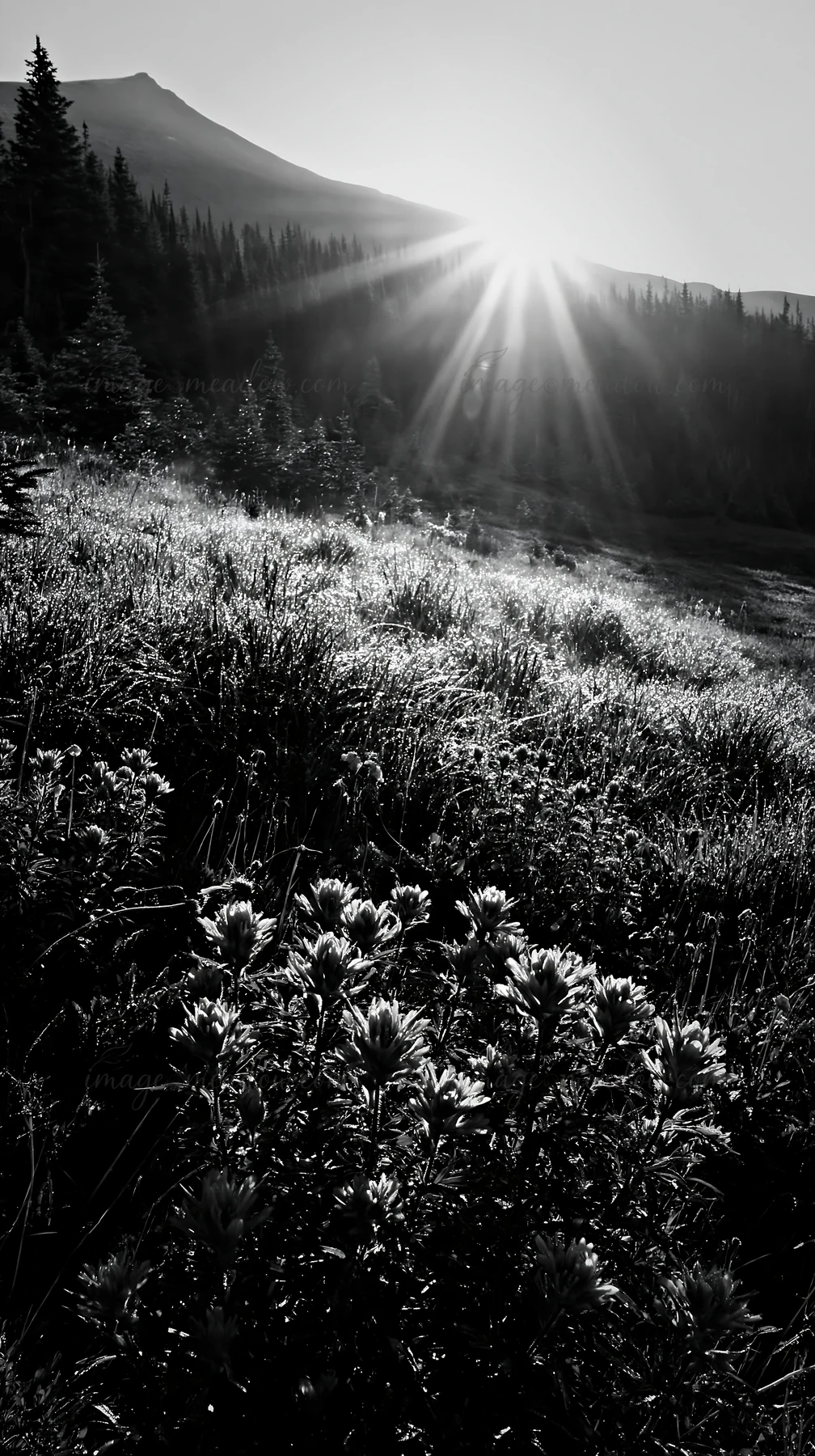 A field of wildflowers with pink blooms sits in a snowy Rocky Mountain Park meadow. The sun rises, casting rays over the landscape and illuminating the lush gra