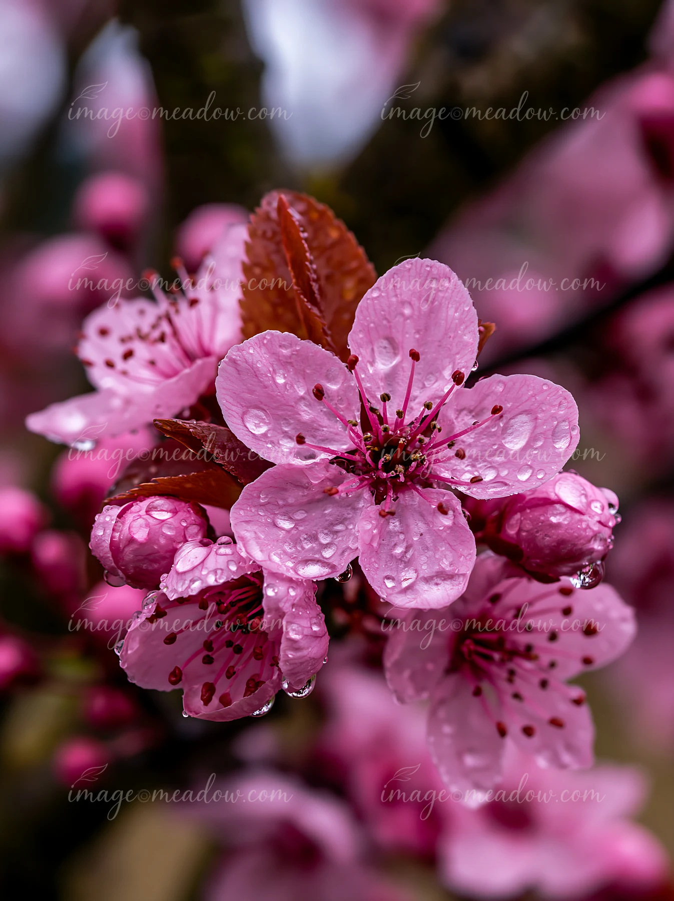 Soft pink plum blossoms display raindrops on their petals in an orchard.