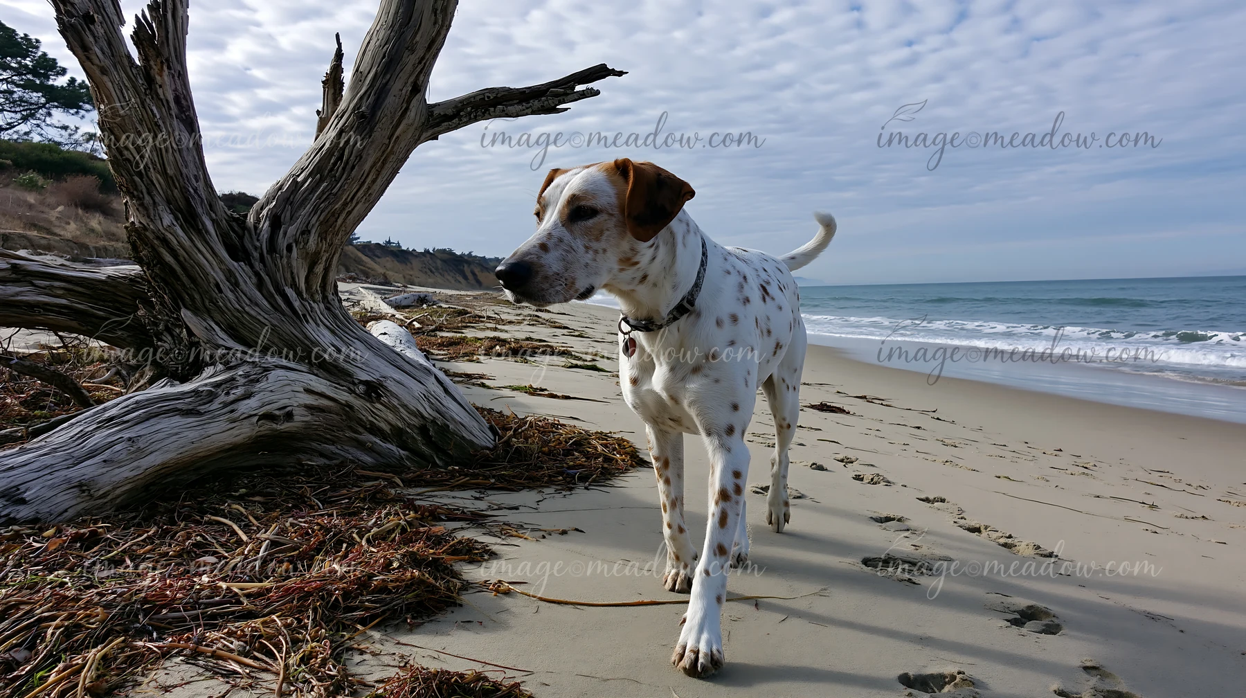 Spotted dog walking beside driftwood on a sandy beach with ocean waves and a cloudy sky.