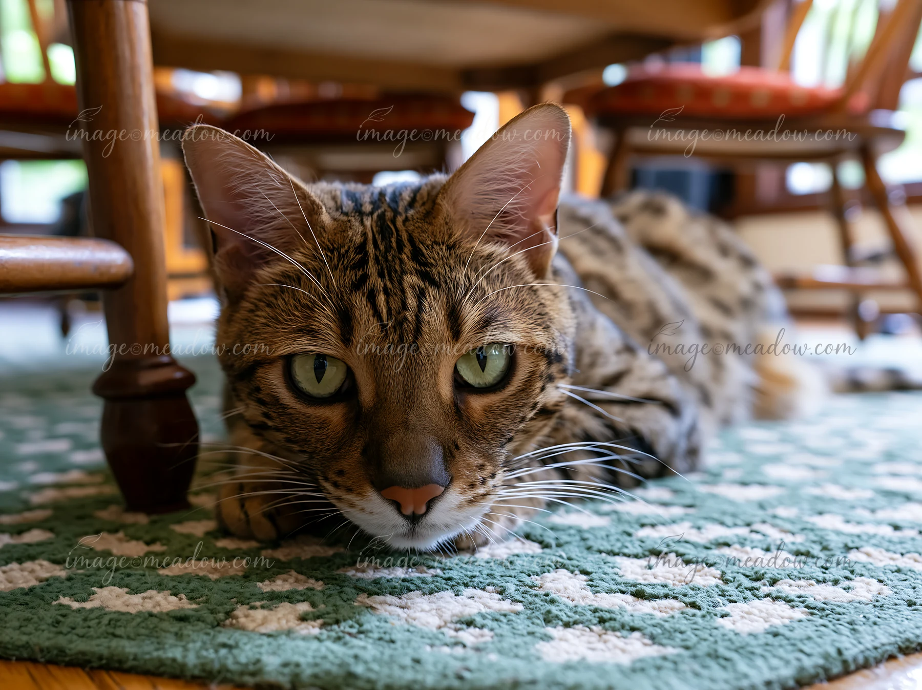 Spotted Savannah cat rests on a patterned rug in a warmly furnished home.