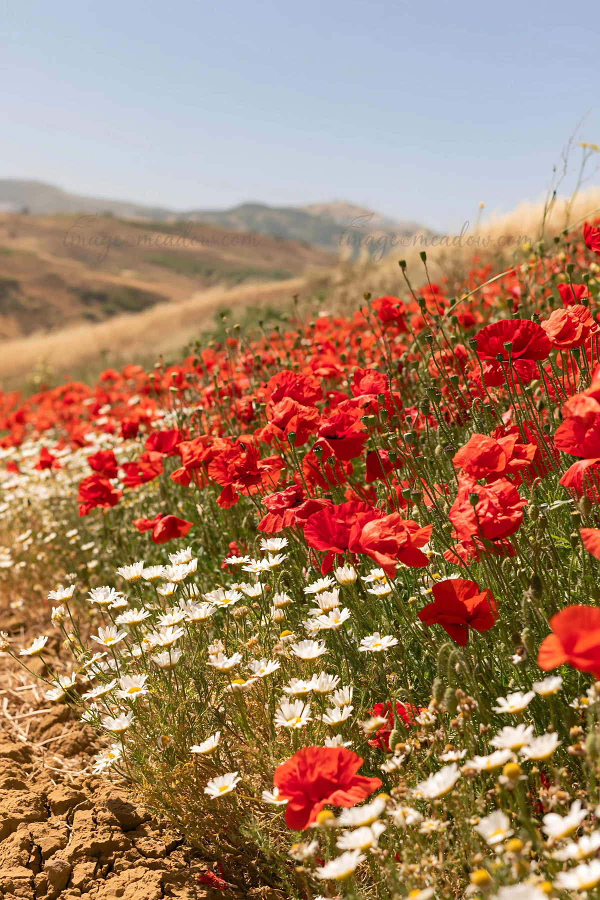 Colorful flowers fill a spring meadow with red poppies and white daisies. The landscape features rolling hills in the background under a clear sky. Sunlight bri