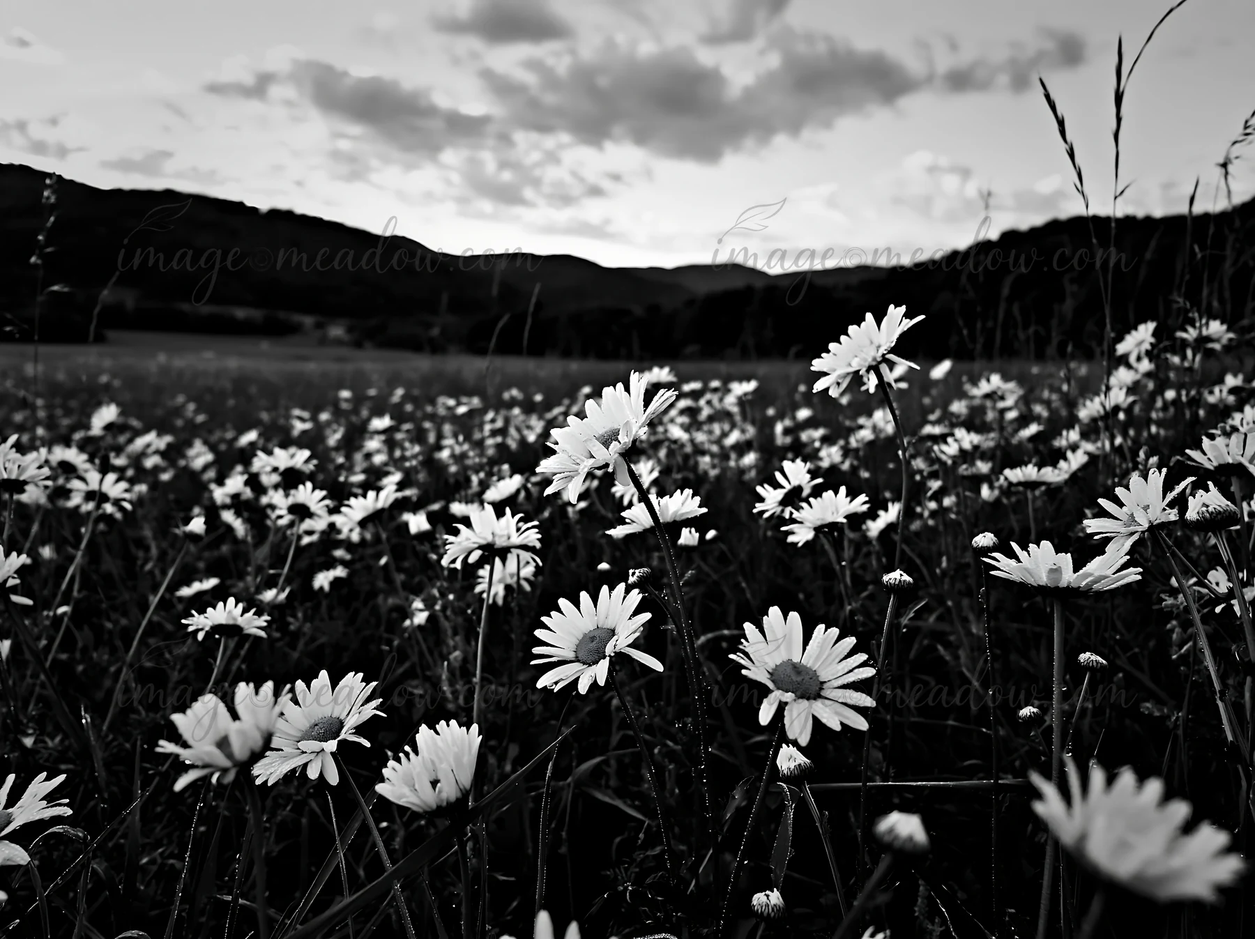 A field of daisies blooms in a spring meadow. The flowers stand tall against a backdrop of mountains and a cloudy sky during dusk.