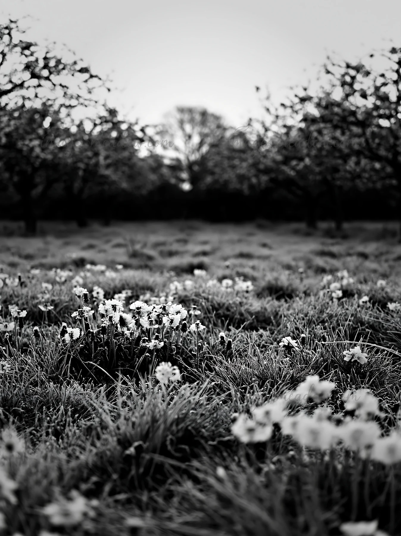 A view of a spring meadow in an orchard filled with blooming flowers and trees. The scene captures the grass covered in dew, showcasing the growth and life in t
