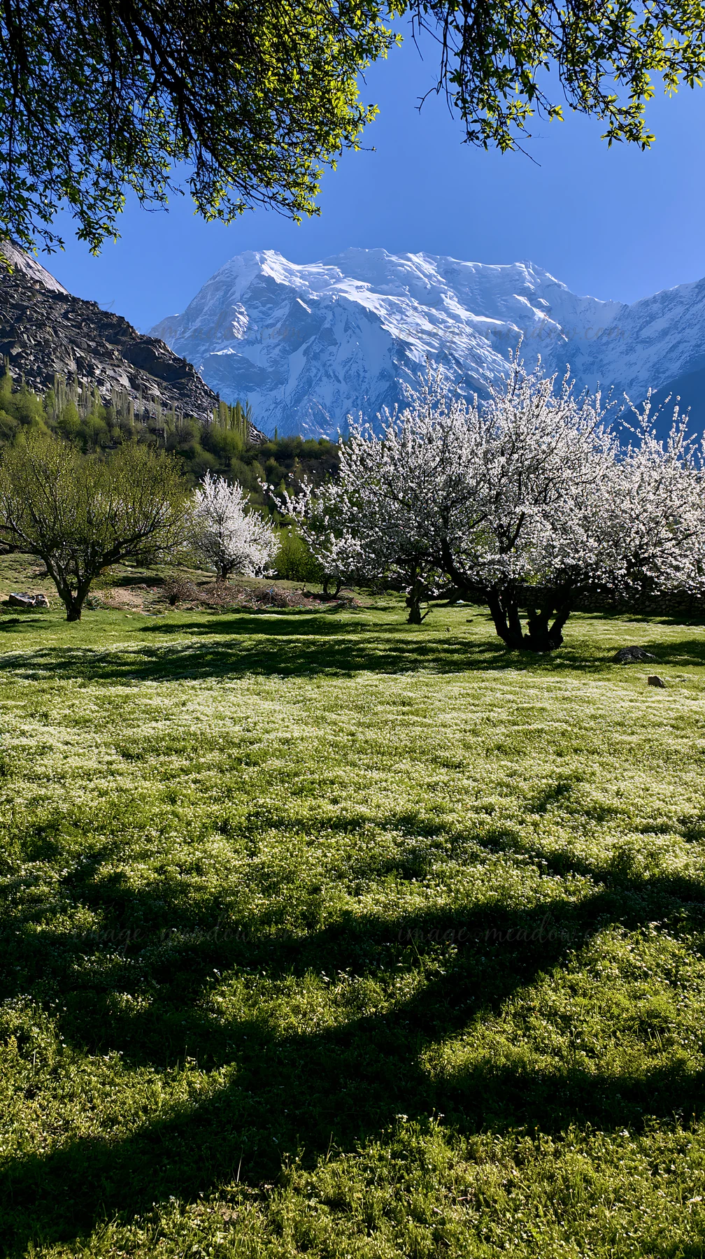 Blossoming fruit trees stand in a green meadow surrounded by mountains. The sky is clear and blue, making the landscape bright and vibrant. This scene captures