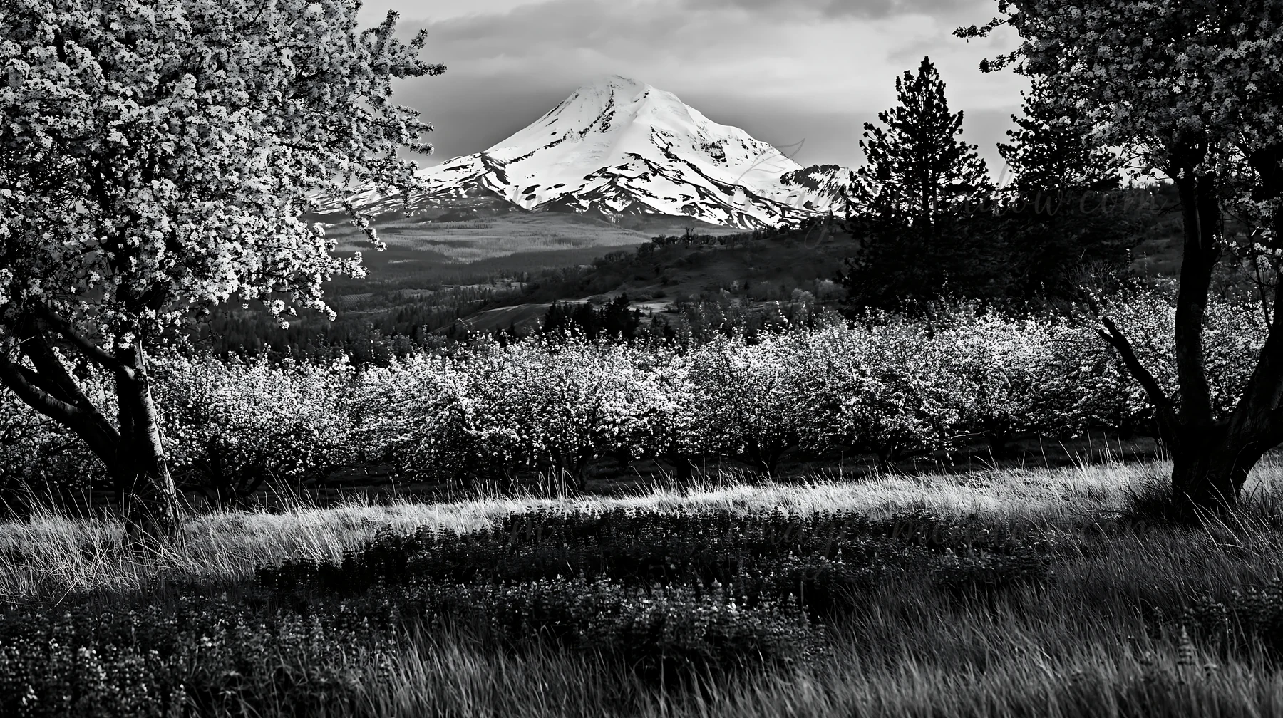 Blossoming trees fill the meadow in spring. A snow-capped mountain stands in the distance under a cloud-covered sky. The scene captures the essence of nature's