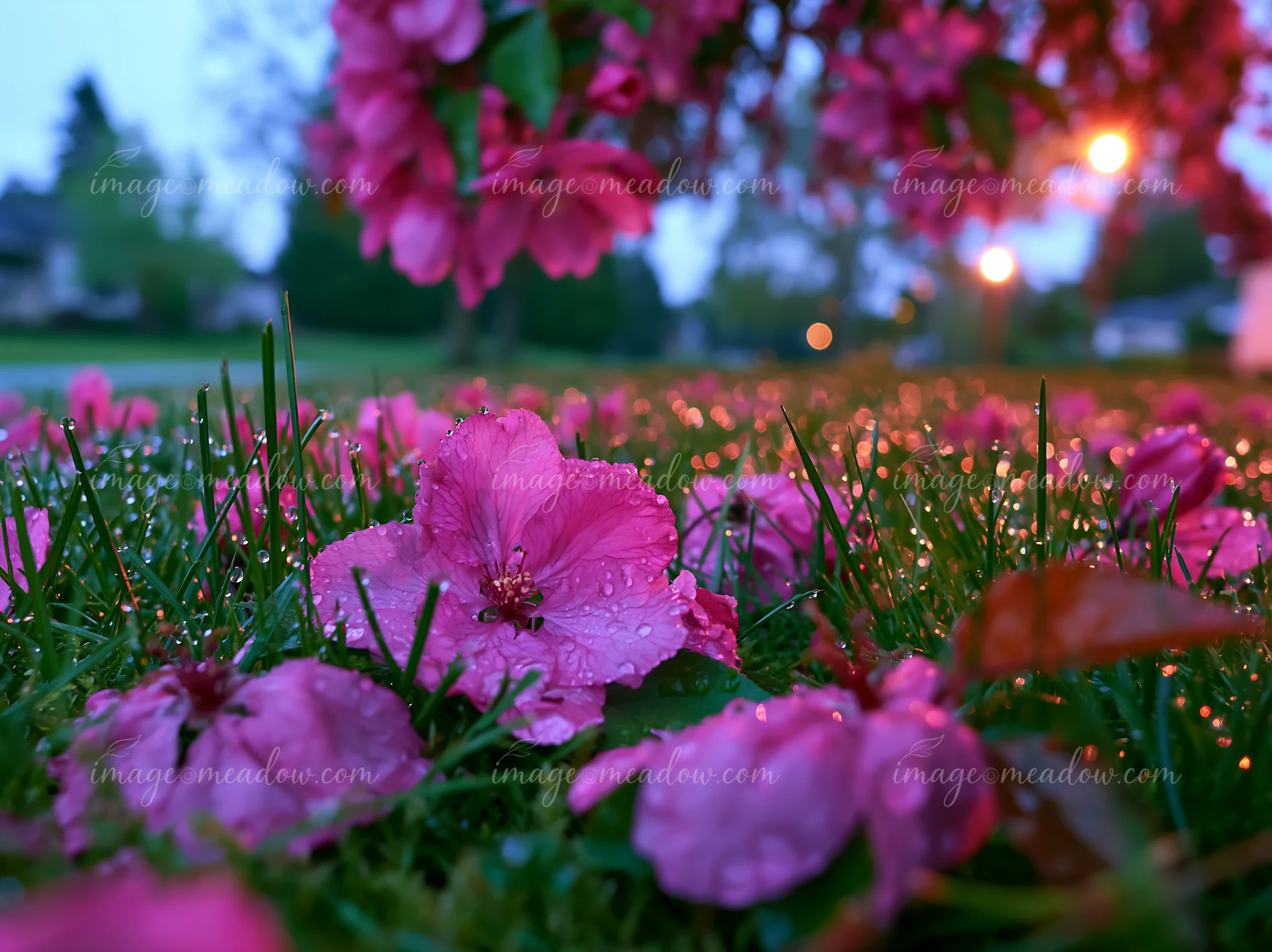 Spring trees with fallen petals on grass create a colorful carpet under the fading light.