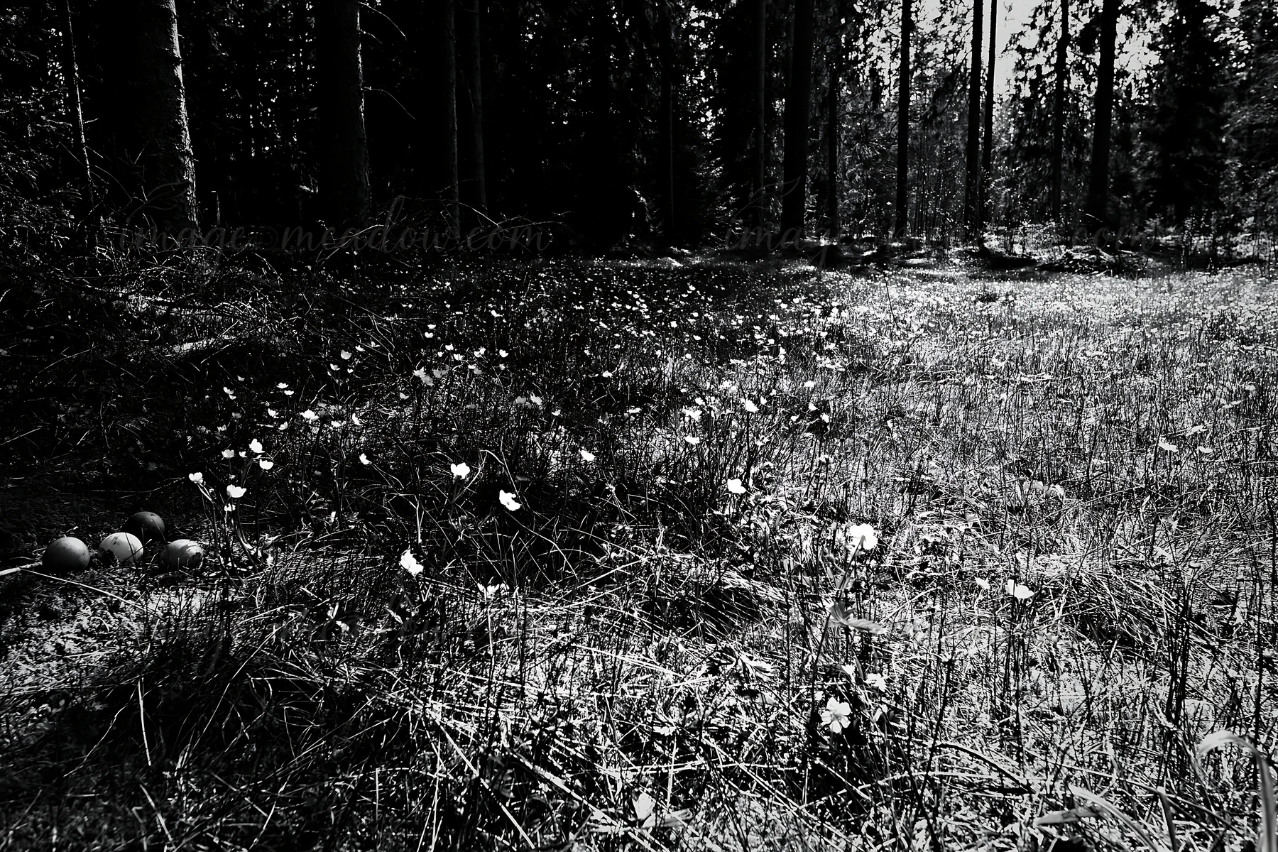 A meadow in a spruce forest shows scattered white flowers on the ground. Sunlight filters through the trees, creating patches of light and shadow on the grass.