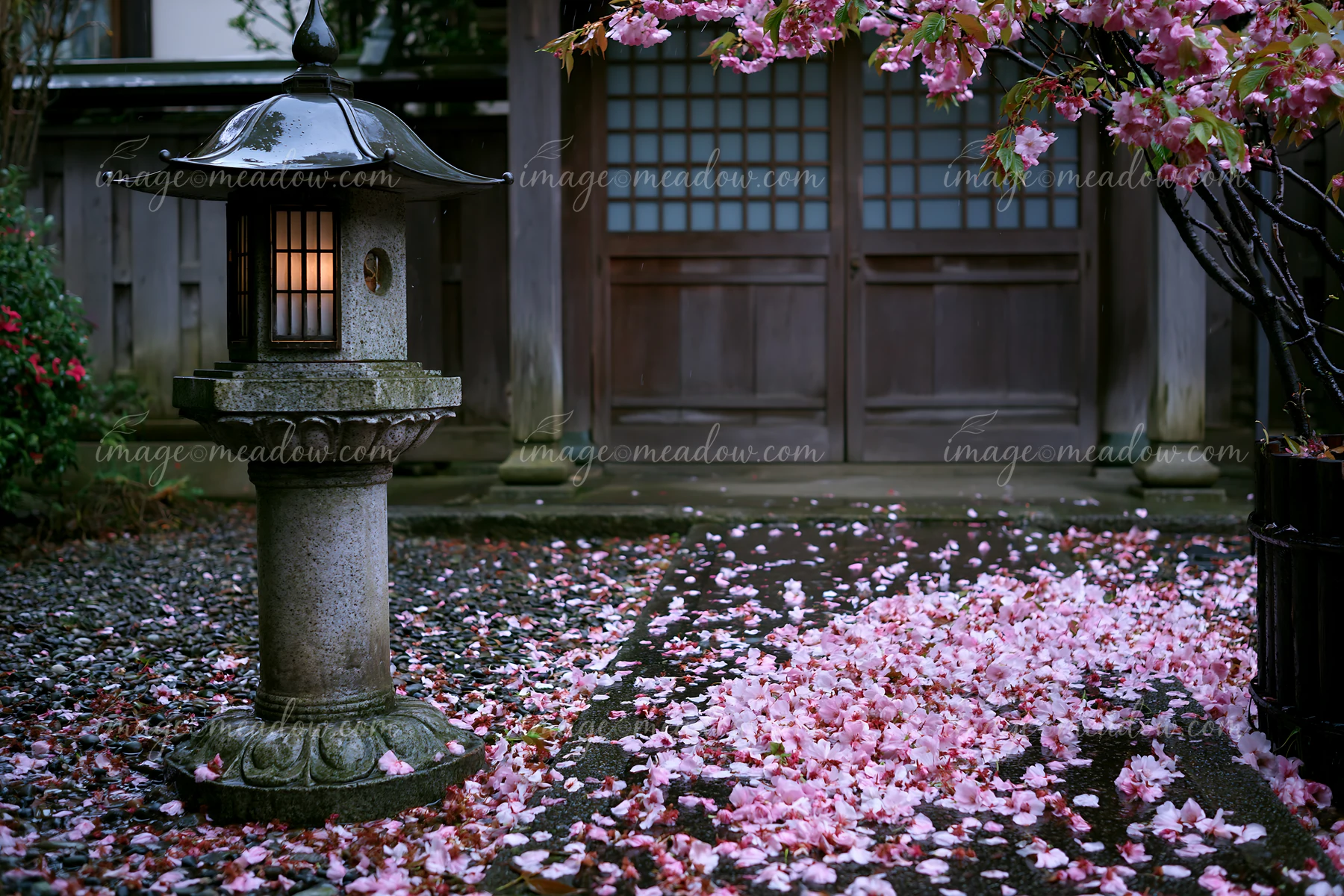 Stone lantern and wooden temple doors framed by cherry blossoms and fallen pink petals.