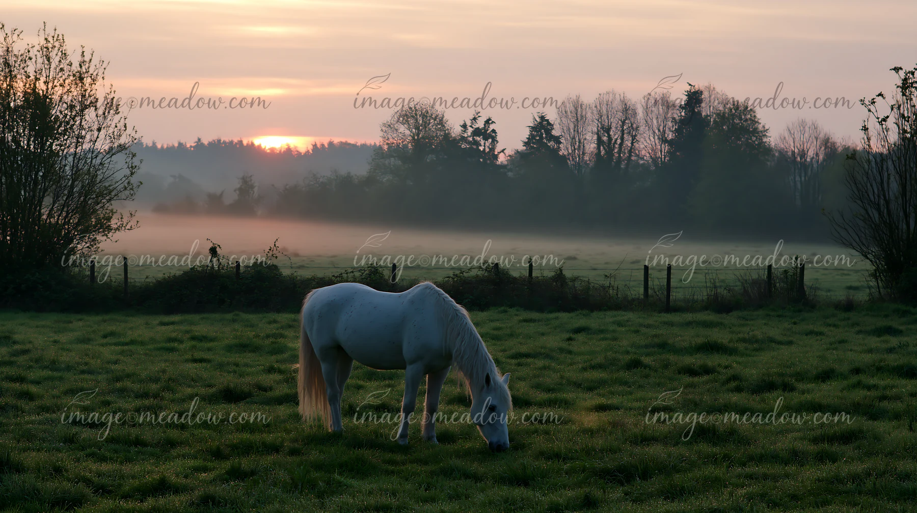 Sunbeams over a misty meadow highlight a white horse grazing in tall grass during dawn.