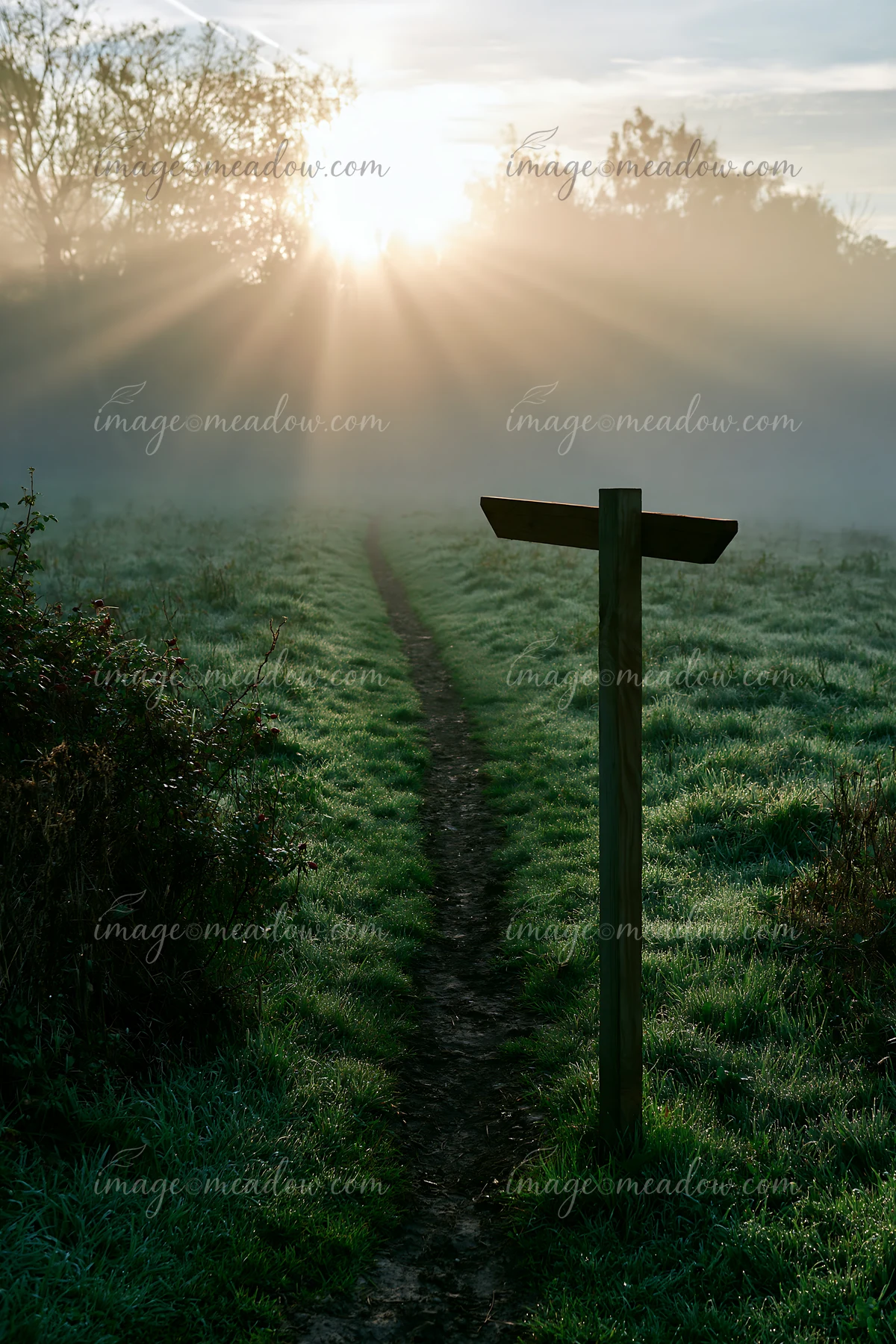 Sunbeams over a misty meadow highlight a winding dirt path cutting through tall grass.