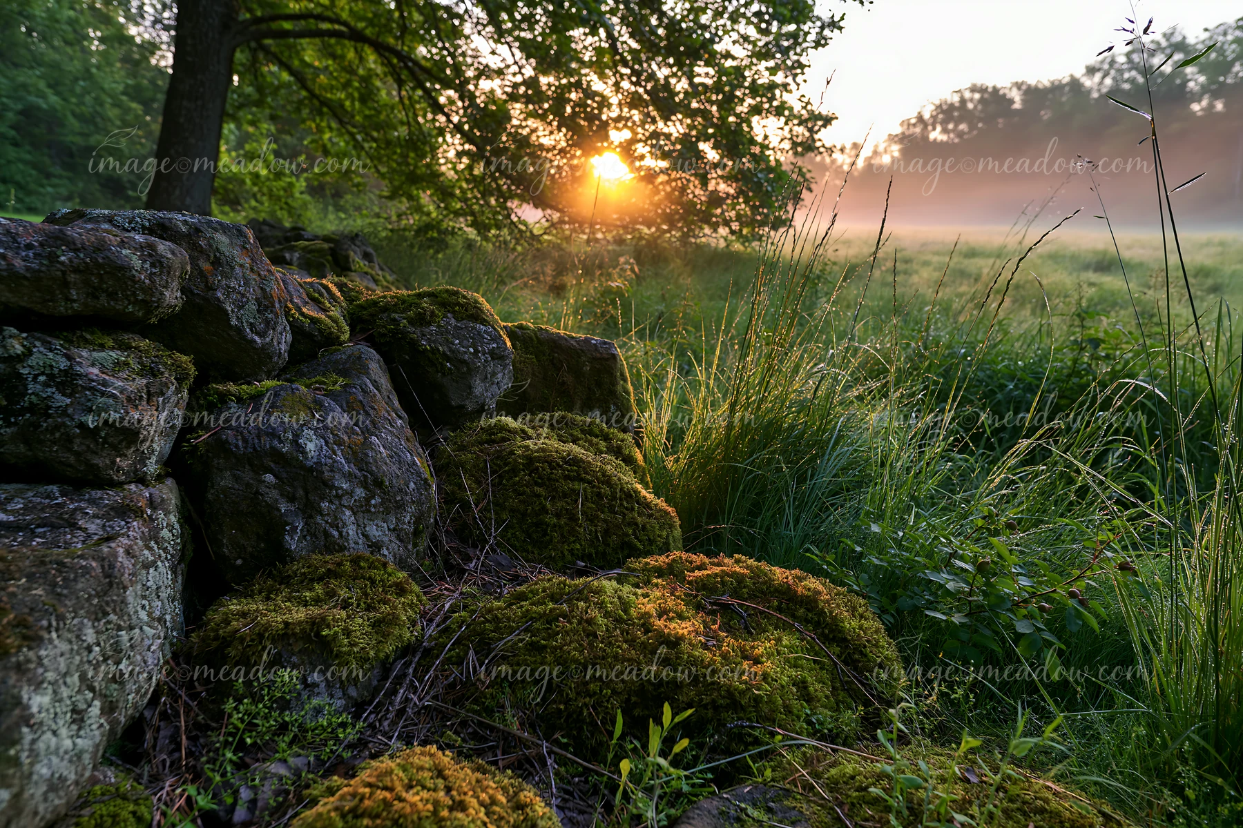 Sunbeams over a misty meadow illuminate the lush green grass and moss-covered stones at dawn.