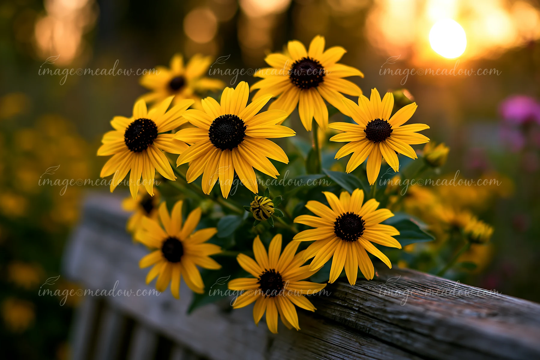 Sunflowers grow vibrant and yellow along a wooden fence during sunset.
