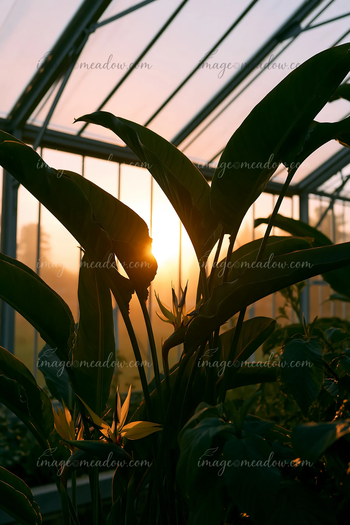 Sunlight streams into a greenhouse, illuminating the bird of paradise flower and surrounding plants.