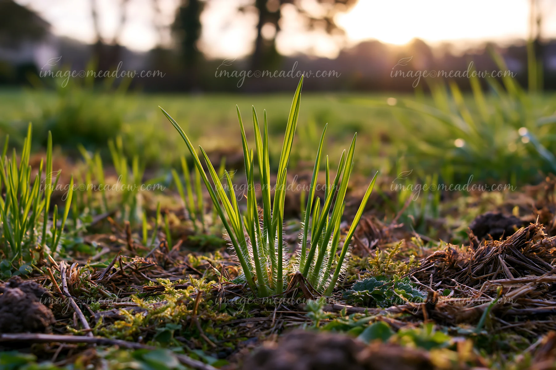 Sunlit green grass grows in a meadow alongside railway tracks, with blurred vegetation and a warm sunset background.
