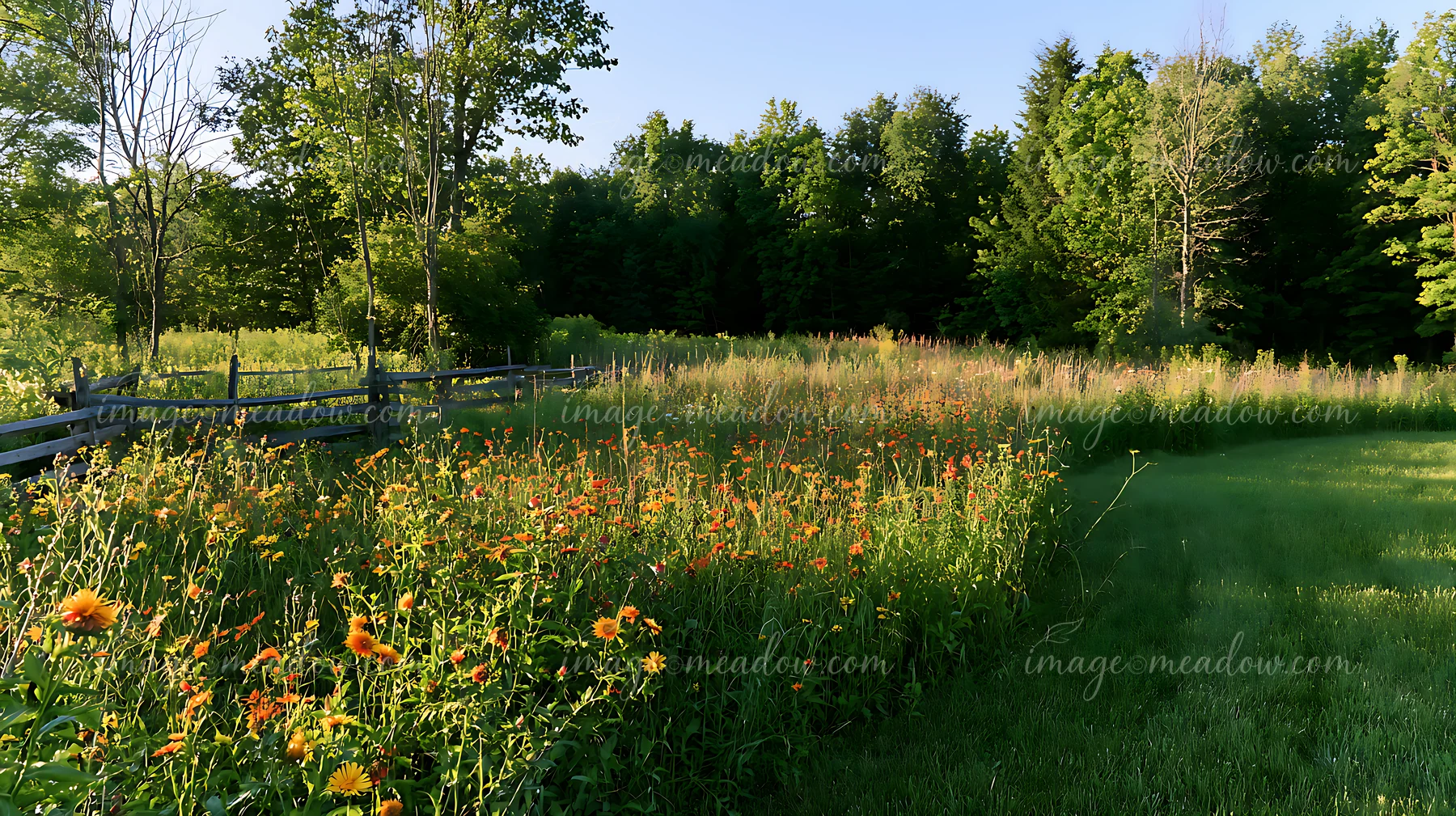 Sunlit wildflower meadow with orange blooms, tall grass, woodland, and a rustic fence, with nobody present.