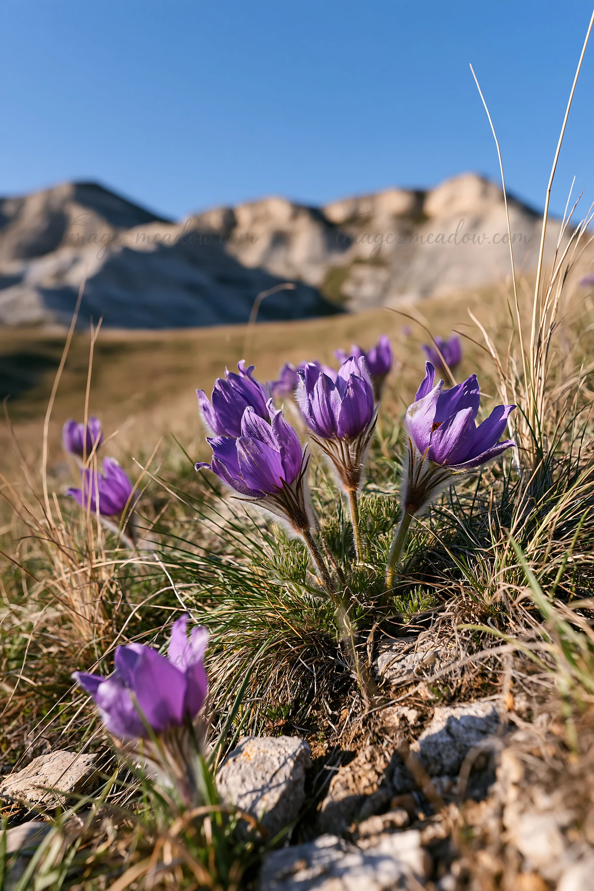 Purple flowers grow in a sunny chalk meadow surrounded by hills. The scene shows bright colors under clear blue skies, capturing the beauty of nature. This sett