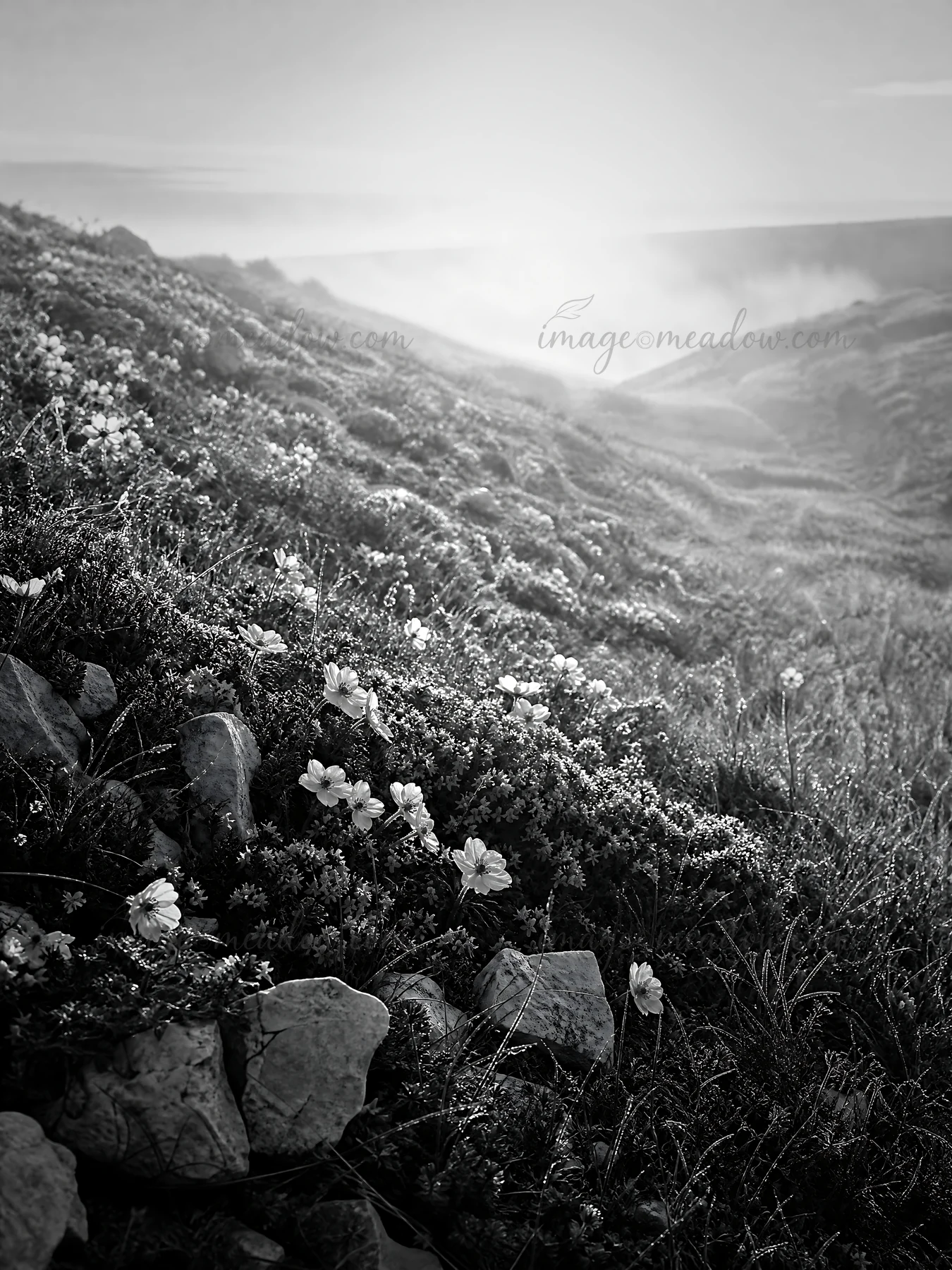 A chalk meadow filled with various flowers and plants. The sun shines down on the natural landscape, creating shadows and light across the terrain. The scene ca