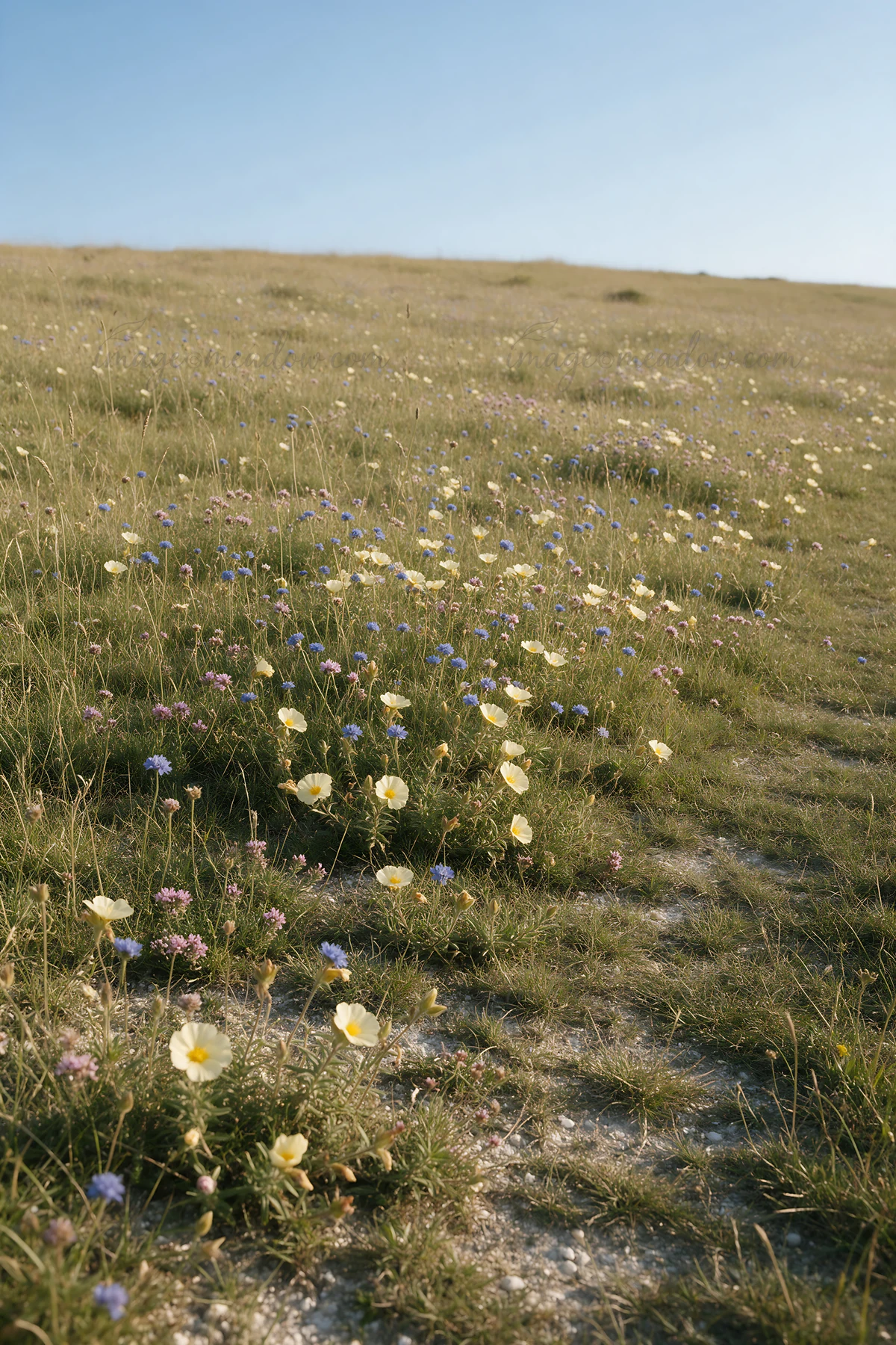 A sunny chalk meadow is filled with wildflowers and an open pathway. The blue sky above highlights the vibrant colors of the flowers and the lush green grass. P