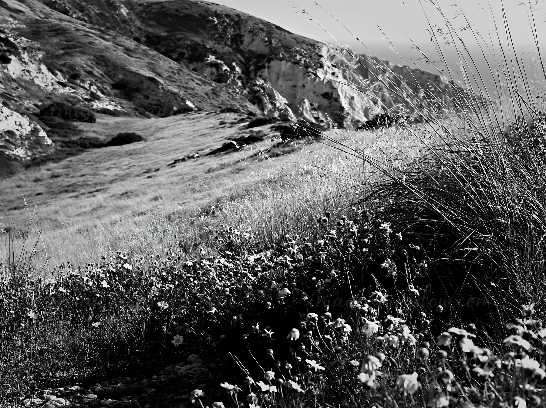 A meadow filled with wildflowers grows on a slope. The hillside rises in the background under bright sunlight. The scene shows nature thriving, with grasses and