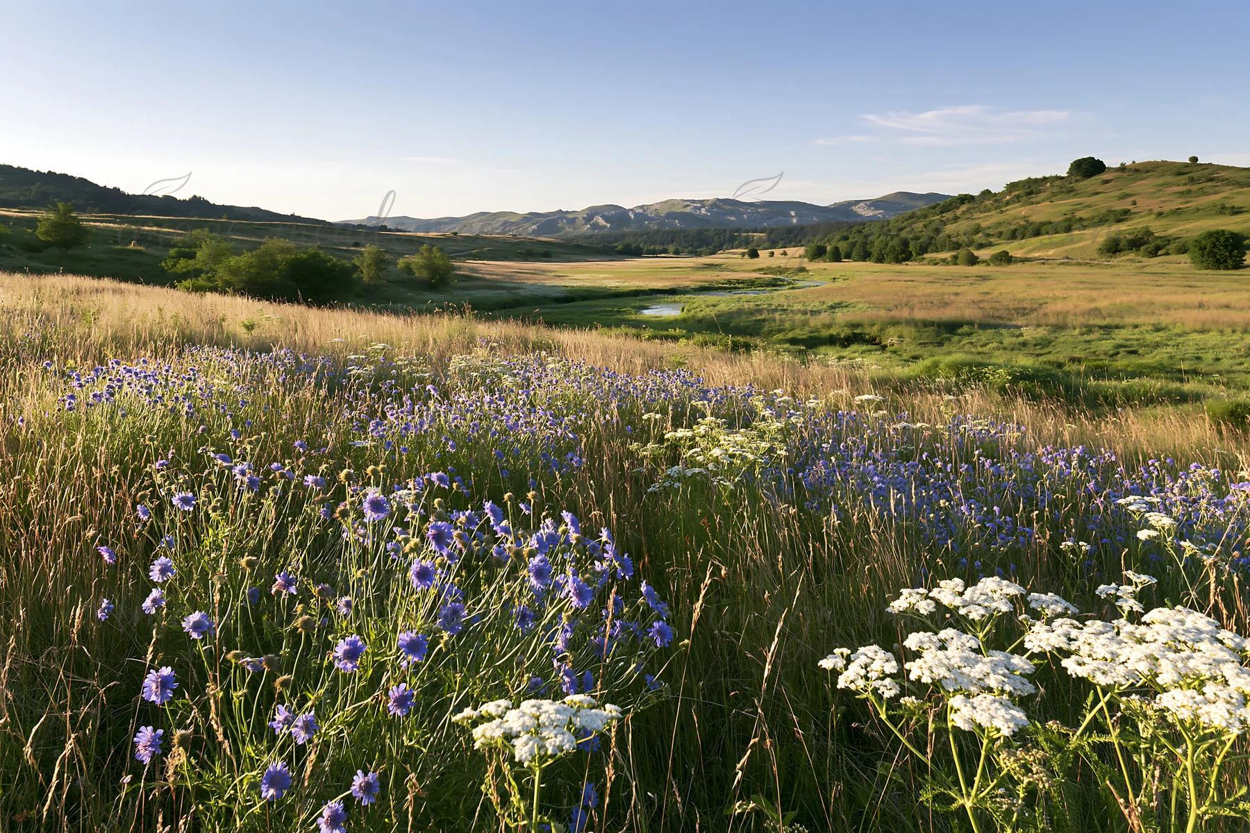 A meadow filled with wildflowers is located beside a stream. The scene captures the natural beauty of sunny weather. Surrounding hills and a clear sky enhance t