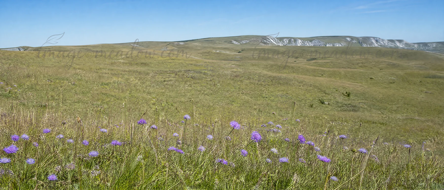 A wide view of a sunny limestone meadow features purple wildflowers in the foreground. The landscape stretches into the distance, showing rolling hills and a cl