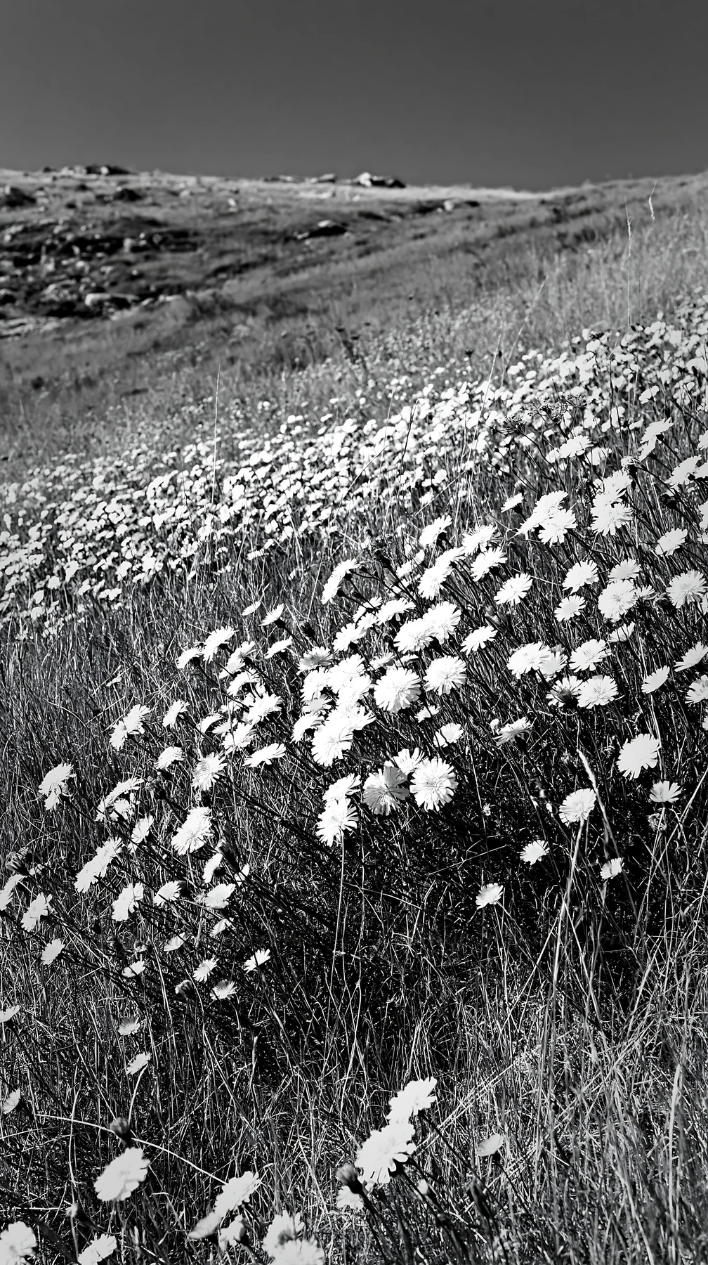 A meadow made of warm grasses stretches under a bright sky. White flowers bloom among the tall grass, creating a natural landscape. The scene is set in a sunny