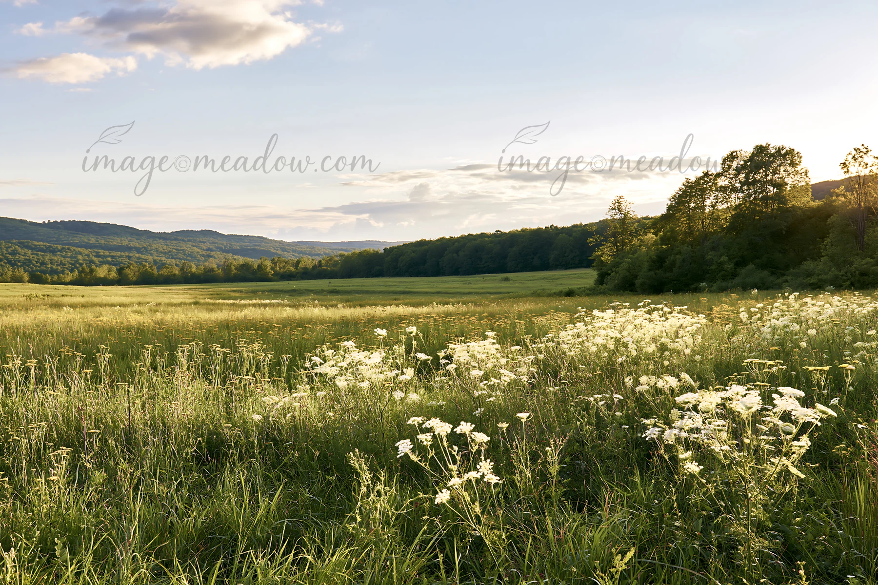 A meadow filled with umbel flowers stretches across a landscape under a clear sky. The sun is setting in the background, creating warm light over the green fiel
