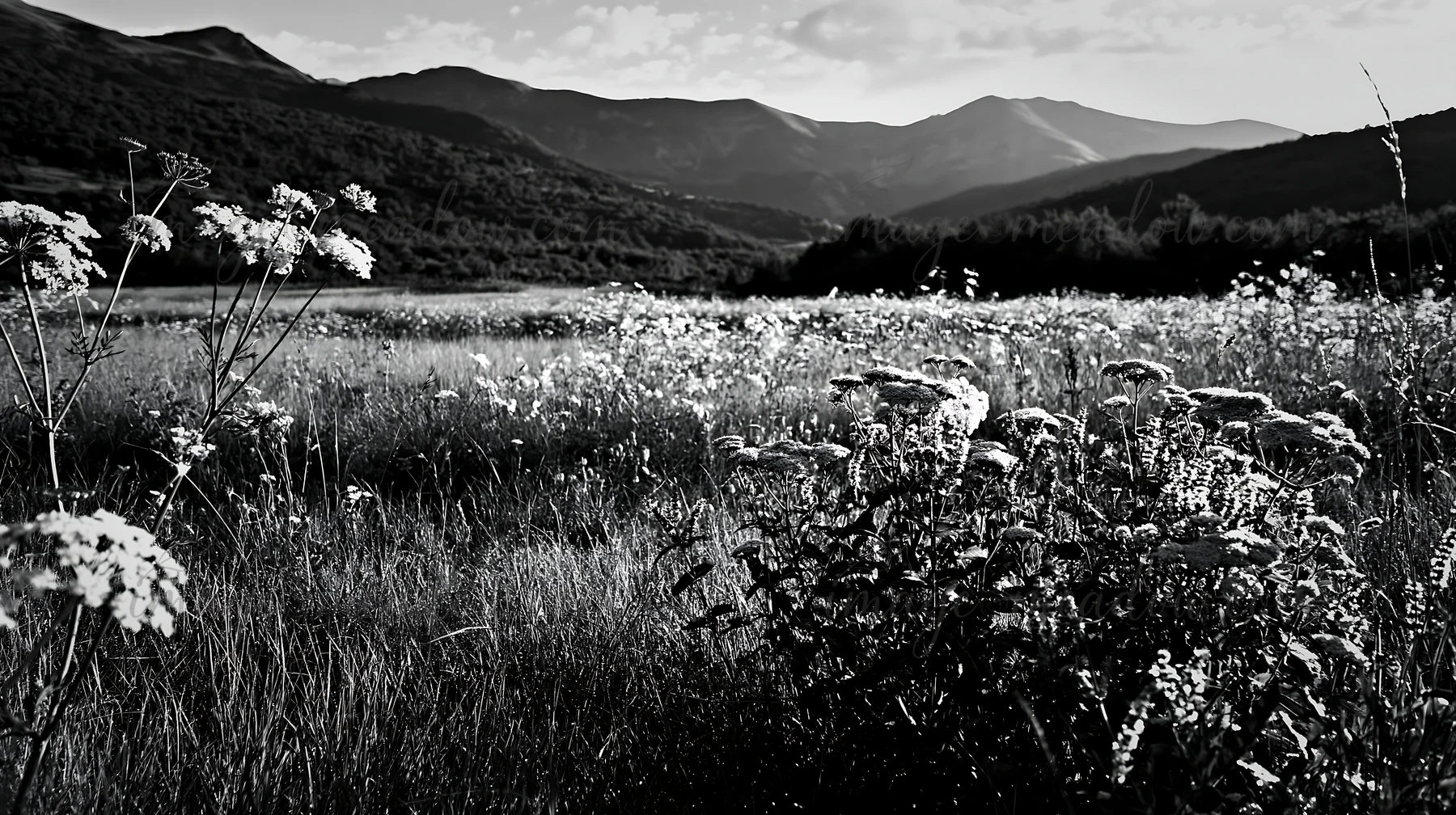A flower meadow filled with umbel flowers stretches under the sun. Mountains rise in the background, creating a beautiful landscape in a natural setting. The sc