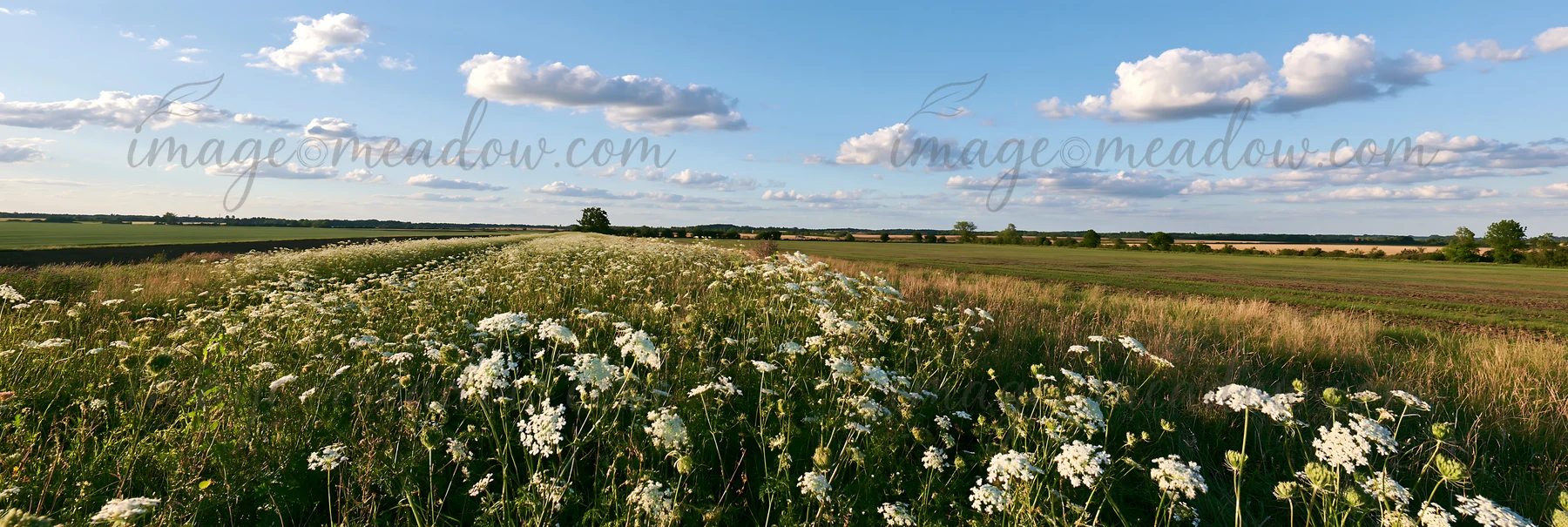 A wild carrot meadow blooms beside a field under a blue sky. The green landscape is dotted with white flowers and stretches into the distance. Fluffy clouds add