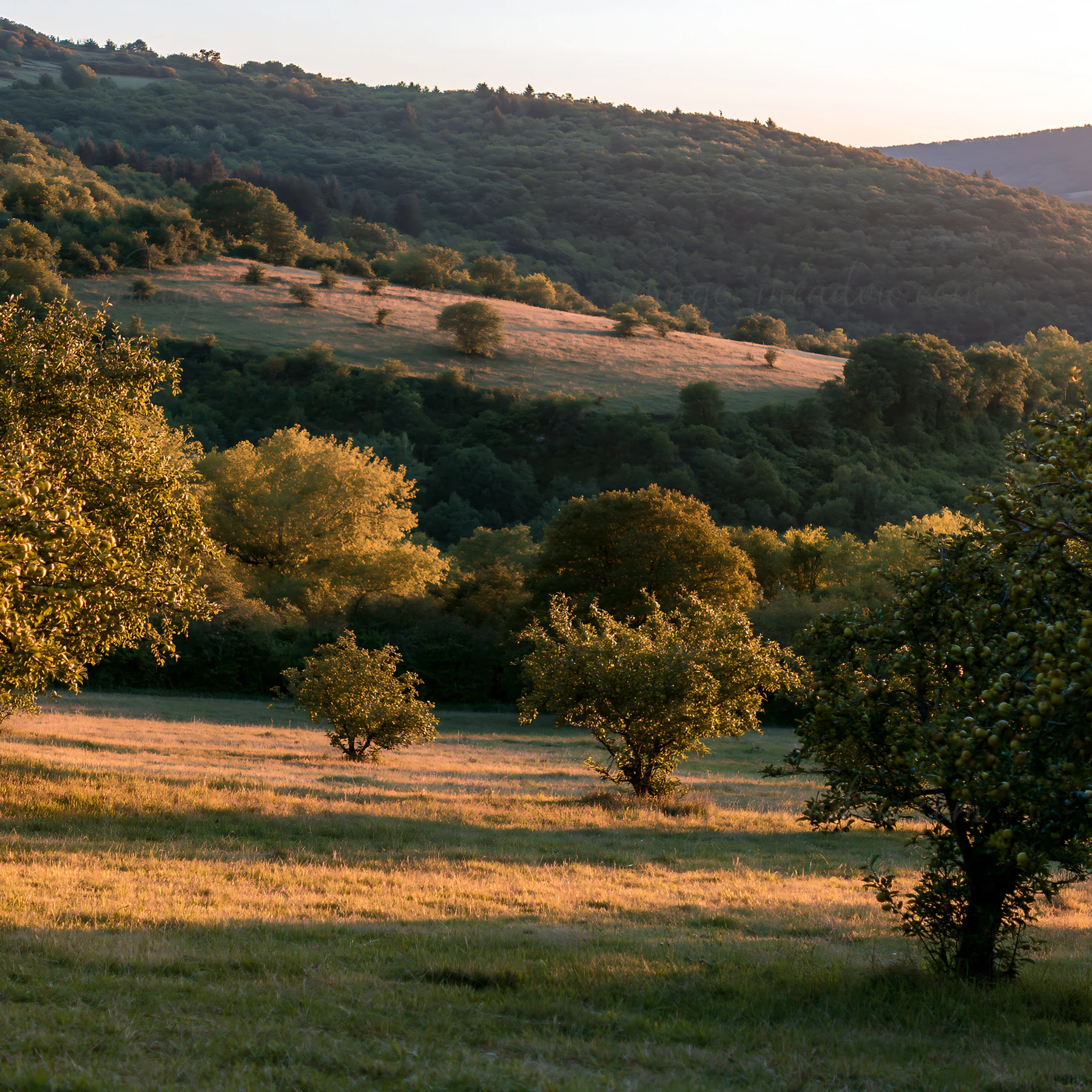 Meadow filled with apple trees at sunset, with light glowing on the landscape. The hills rise in the background, creating a natural setting at dusk.