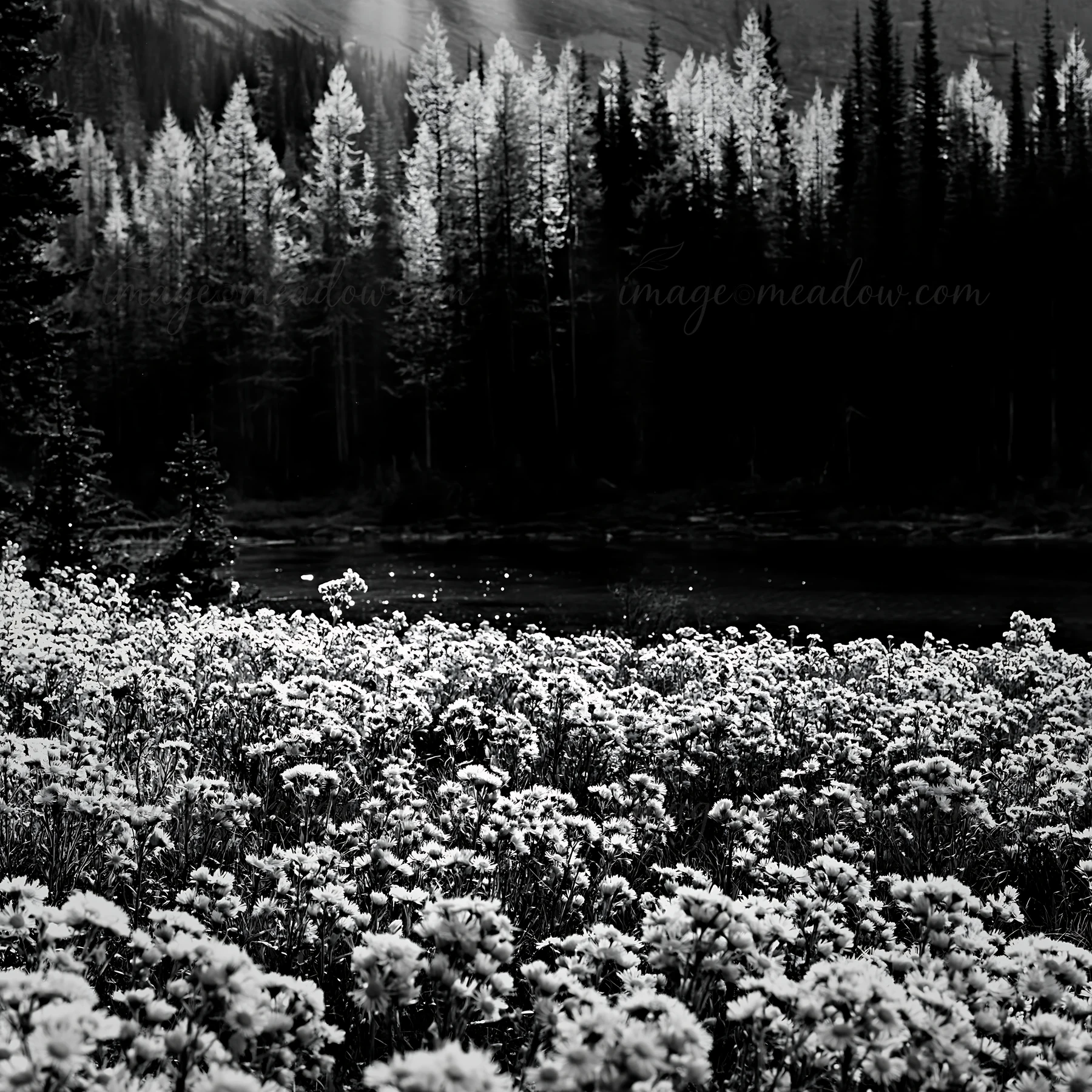 Light rays shine through trees in Sunshine Meadows, Banff. A field of wildflowers is in the foreground, while the dense forest is visible behind. This scene cap