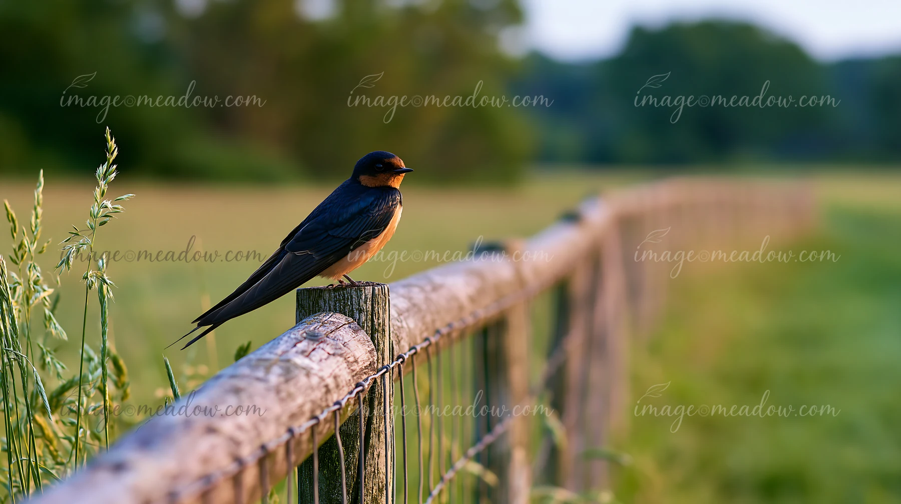 Swallow perched on a wooden fence beside a meadow with blurred fields and trees behind it.