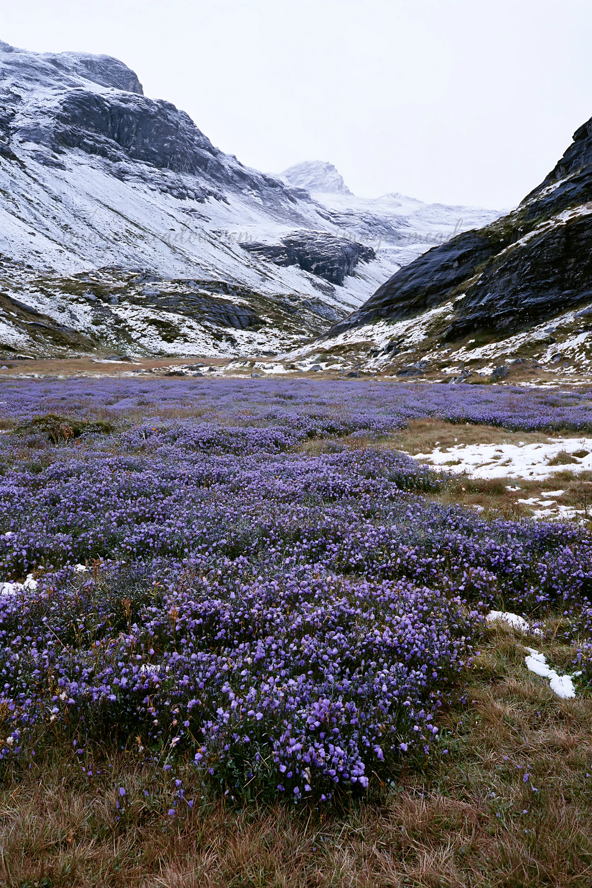 A field of purple flowers blooms in an alpine meadow located in Switzerland. Snow-capped mountains rise in the background under a cloudy sky during springtime.