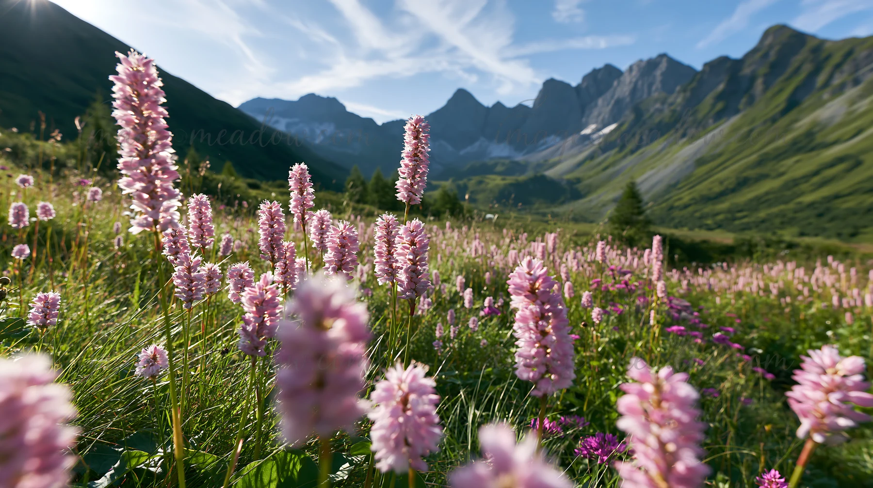 A view of a Swiss alpine meadow filled with pink flowers in the foreground. The mountains rise in the background under a clear blue sky with some clouds. This s