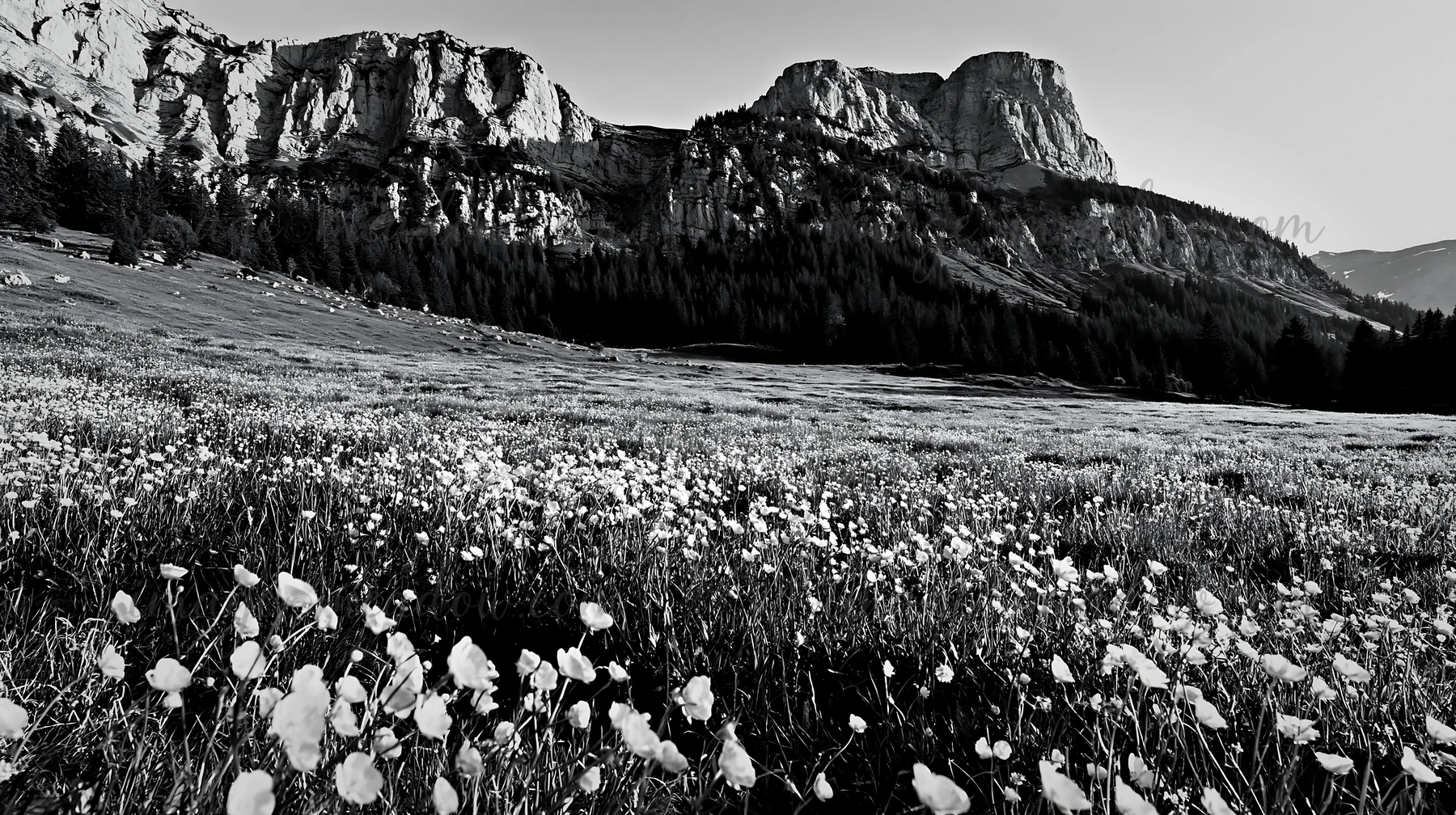 A black and white view of a Swiss alpine meadow filled with flowers. The mountains rise in the background, surrounded by trees and a clear sky. This scene captu