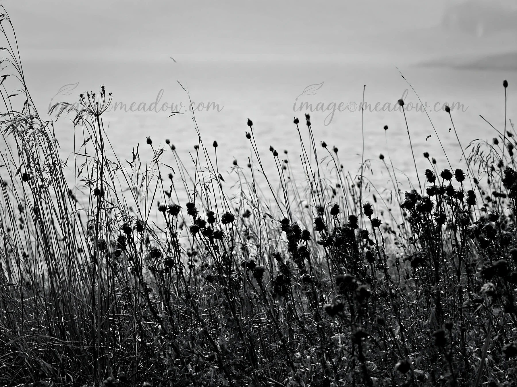 Flowers and grasses grow in a Swiss meadow beside an alpine lake. The scene captures the natural landscape during a foggy day with soft light reflecting on the