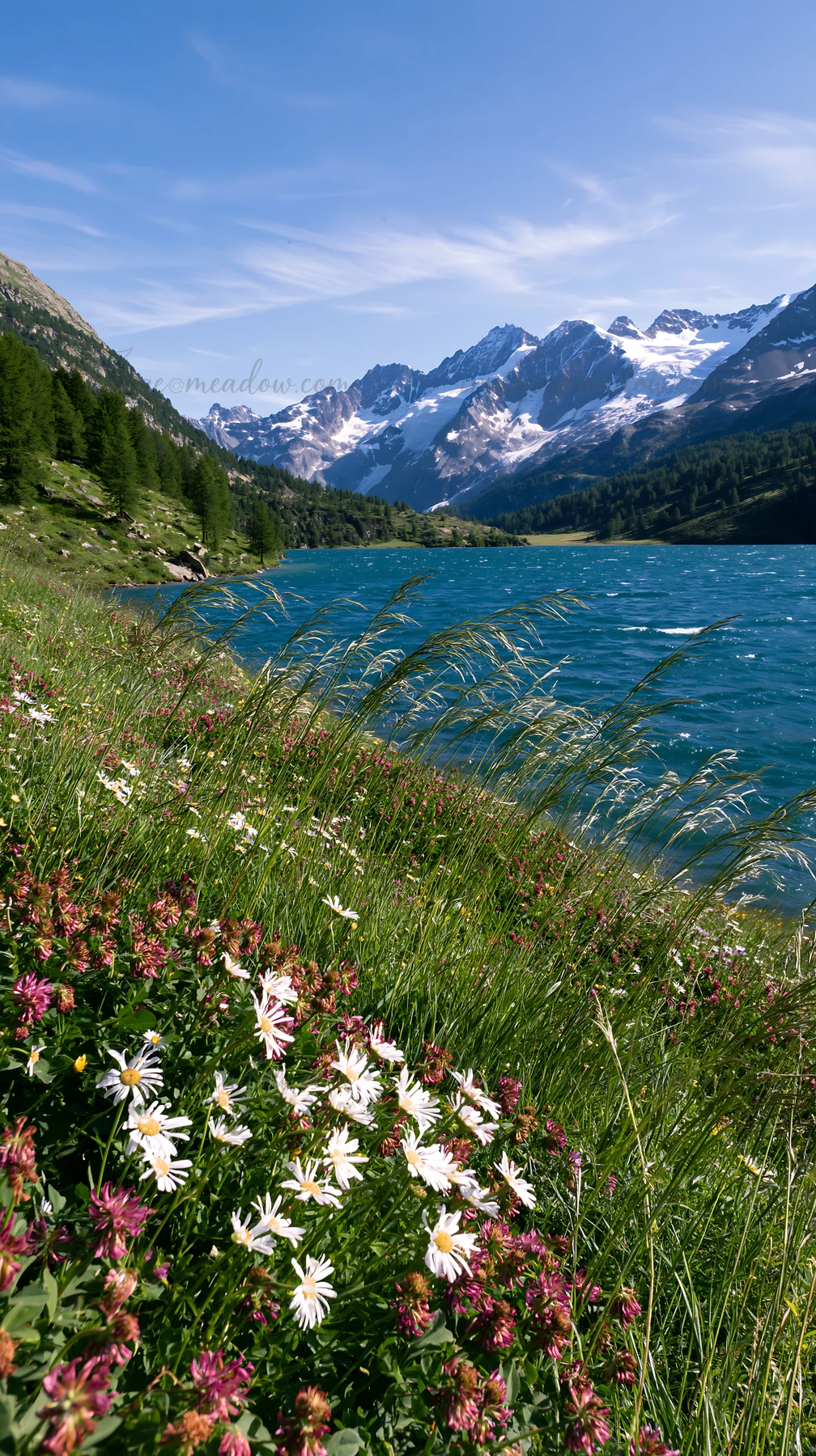 A meadow filled with colorful flowers sits beside an alpine lake under a blue sky. Snow-capped mountains rise in the background, creating a scenic view.