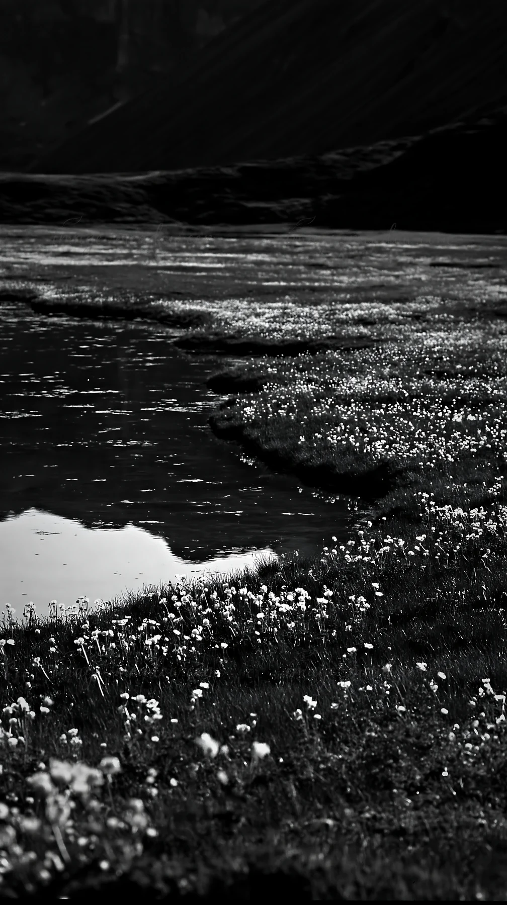A meadow filled with wildflowers is located next to an alpine lake. The reflection of the sky is visible in the water. The scene captures the essence of nature