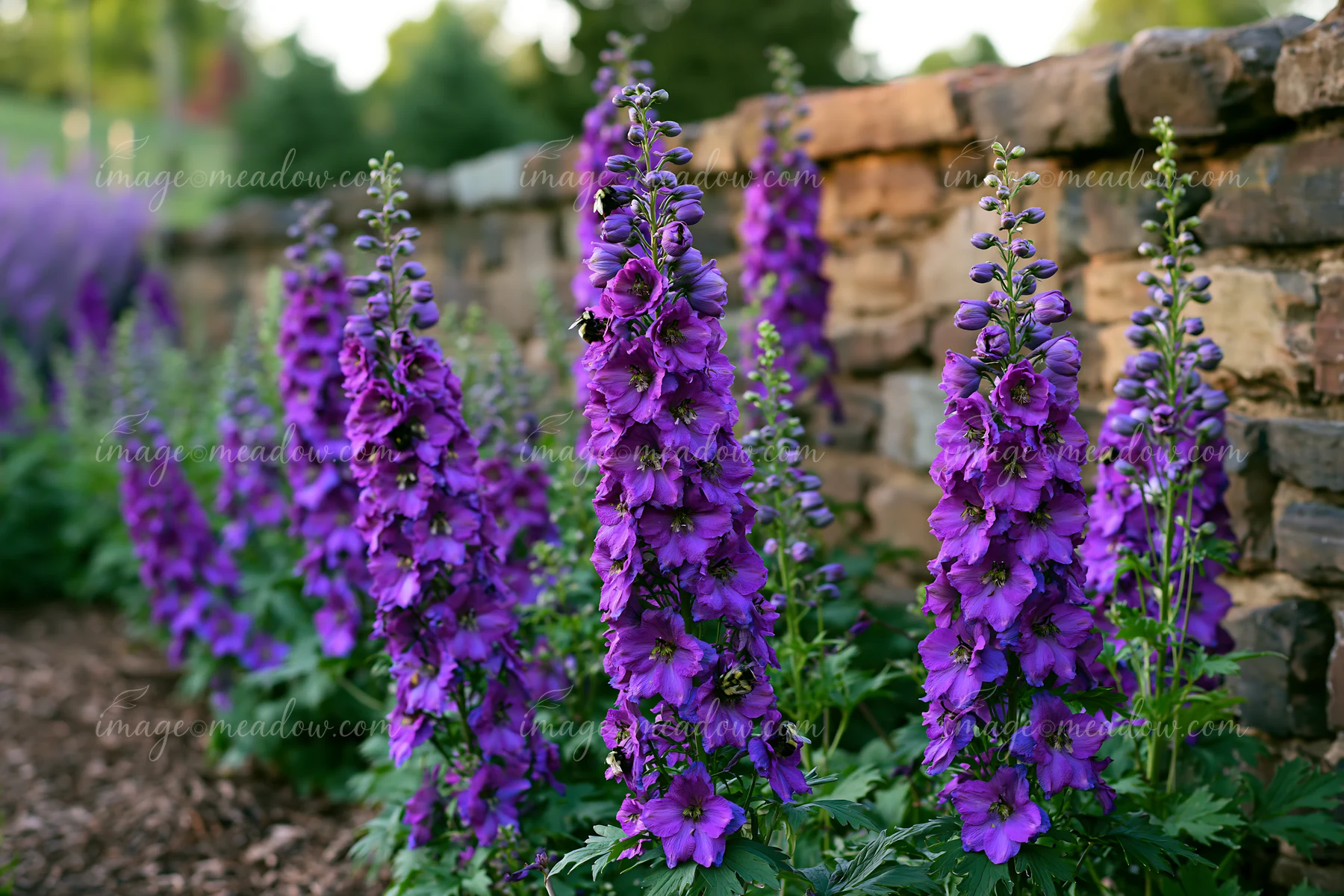 Tall clusters of vibrant purple delphinium flowers stand in a flower border beside a rustic stone wall, creating a colorful display in a garden setting during d