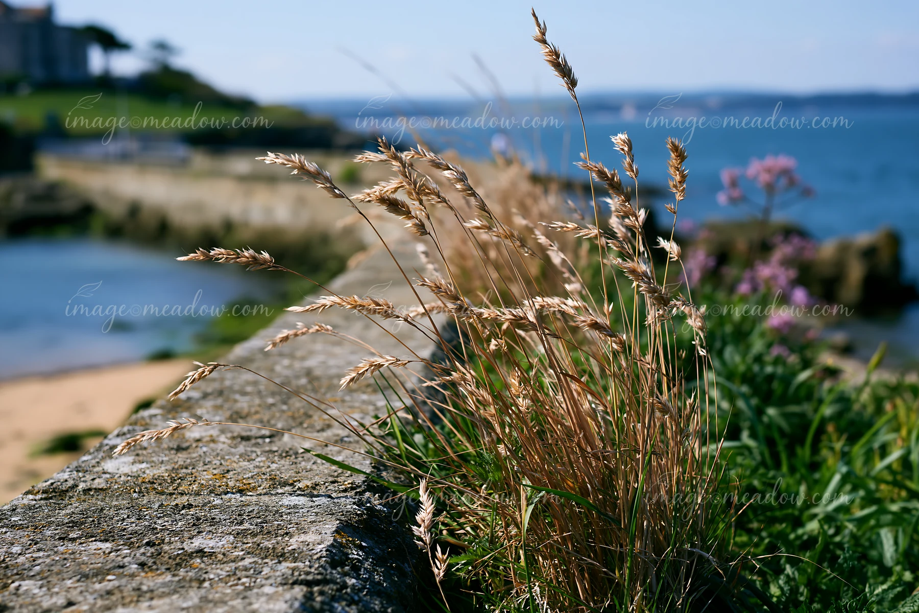Tall grass grows along a protective sea wall by the coastline.